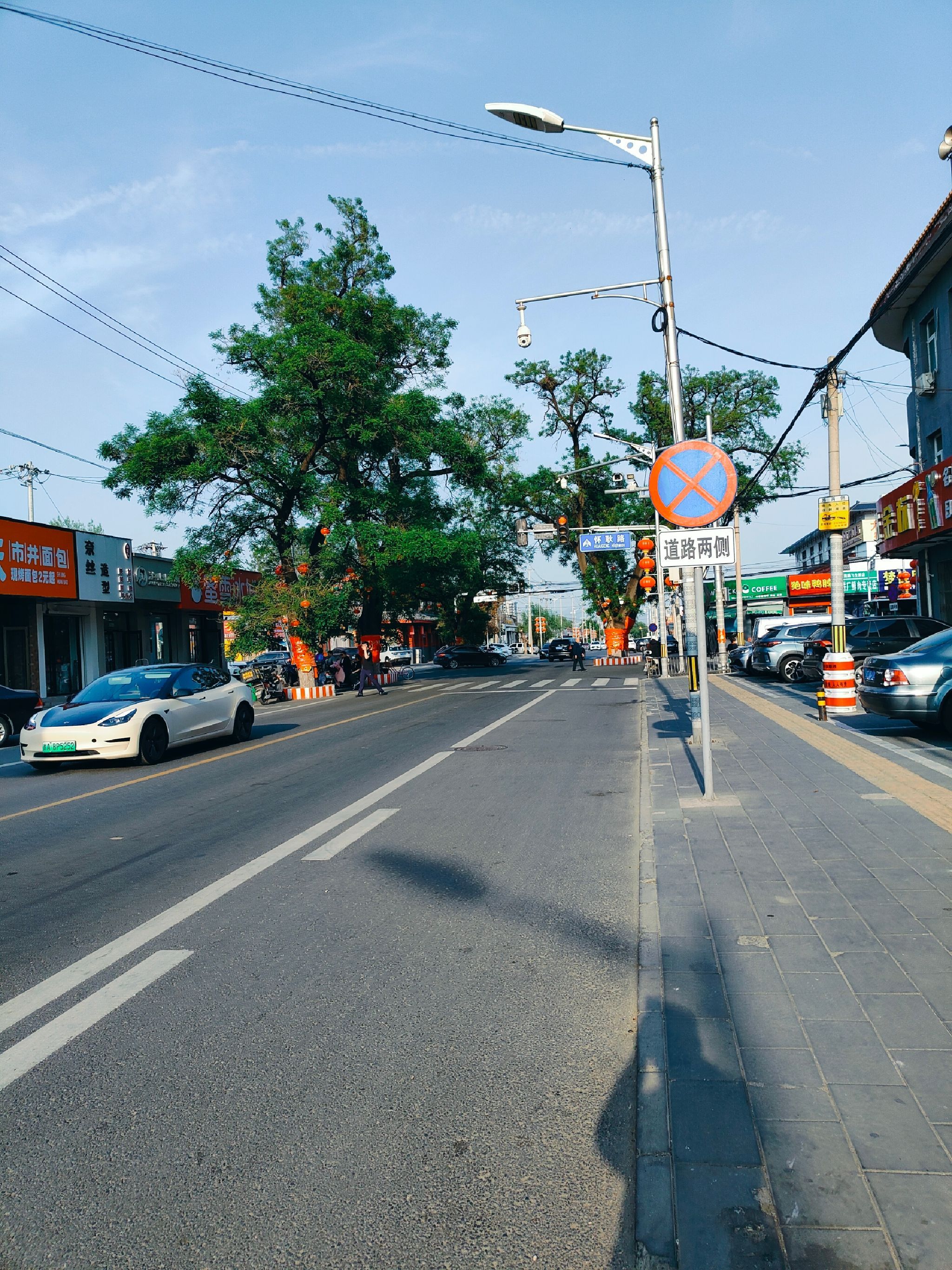 杨宋大槐树旅行图片 1