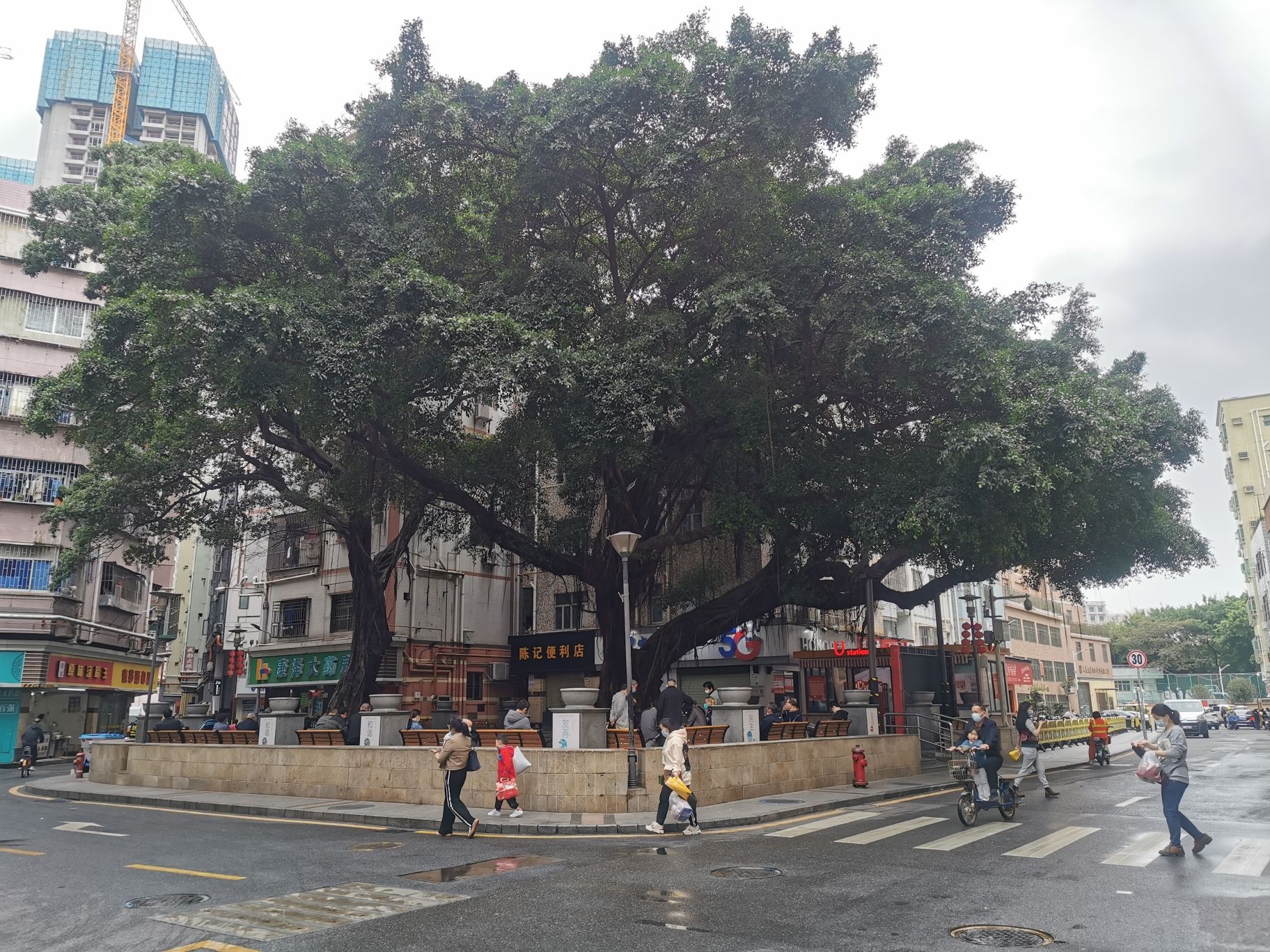 石厦大榕树