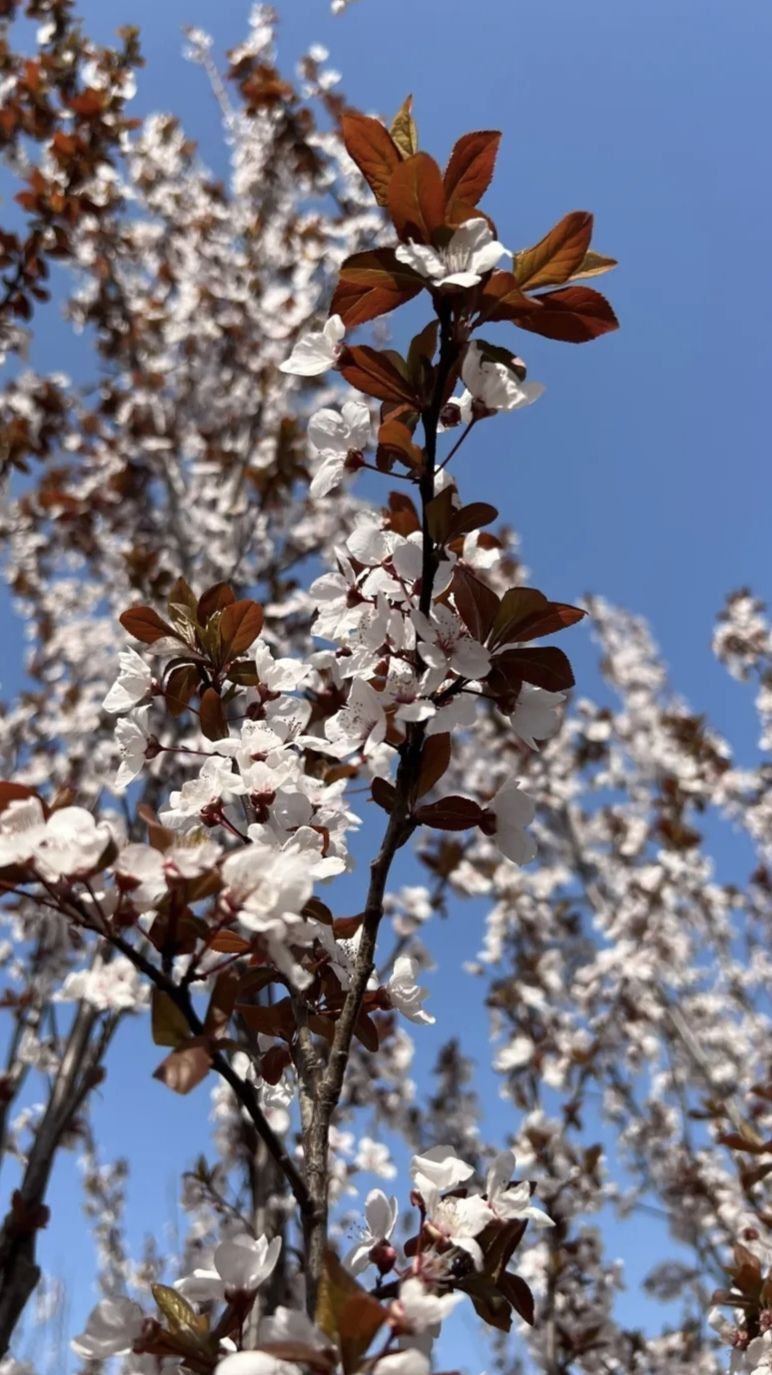 金平湖公园旅行图片 1