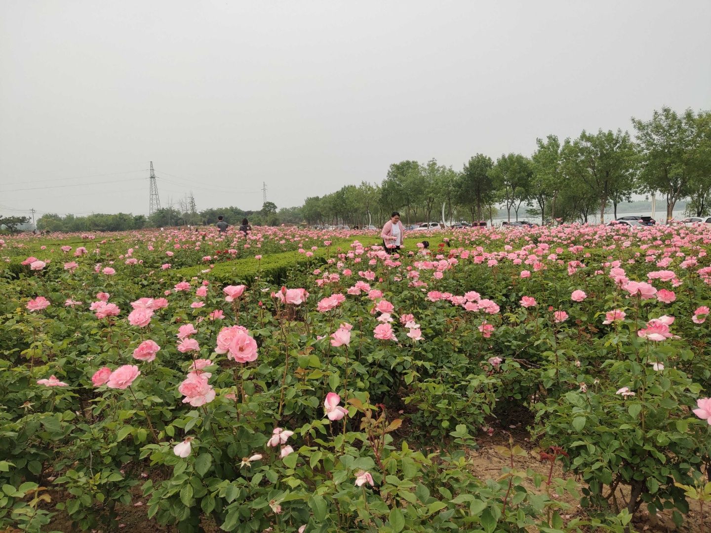 金平湖公园旅行图片 3