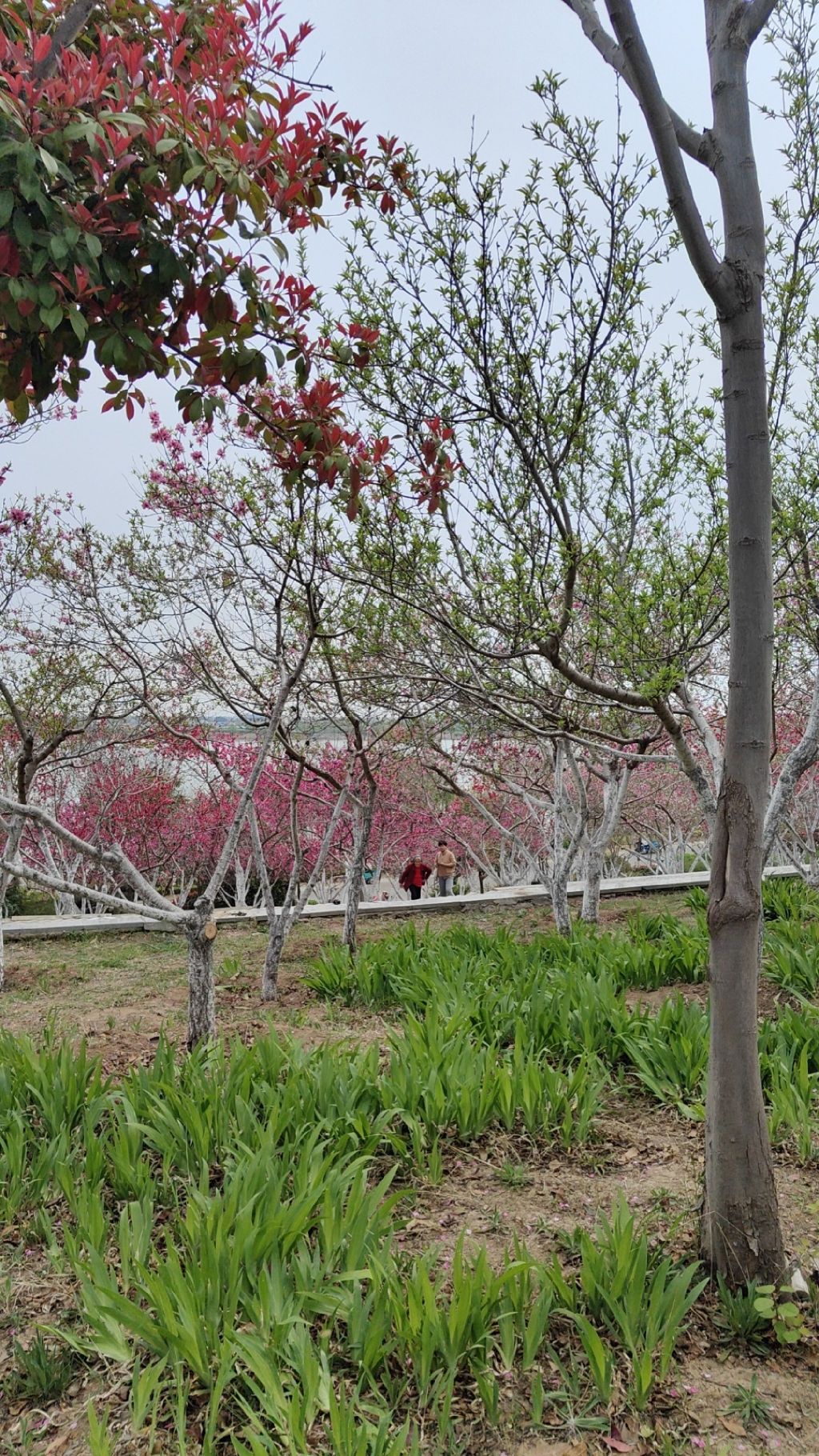 金平湖公园旅行图片 3