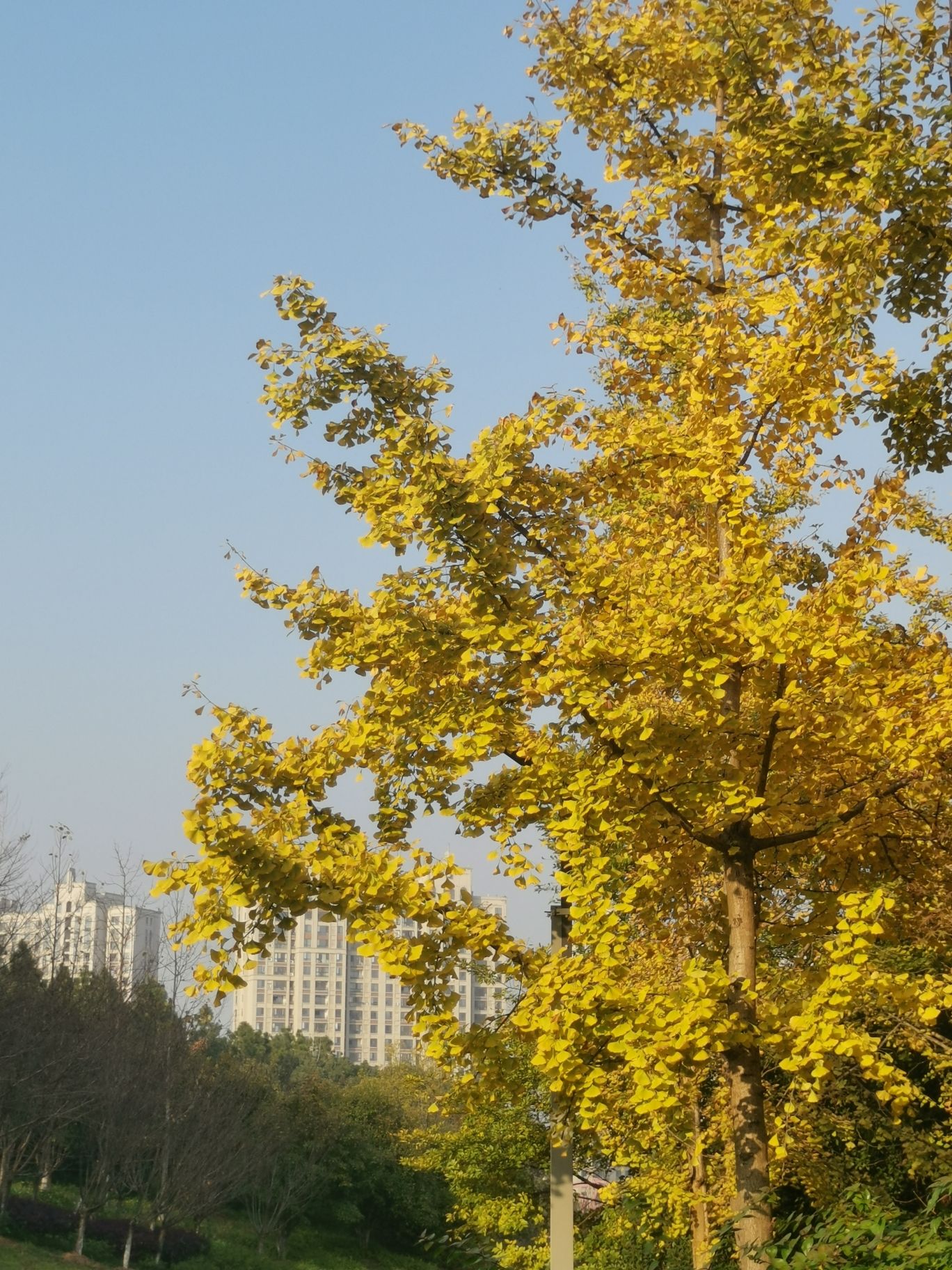 城东公园旅行图片 2