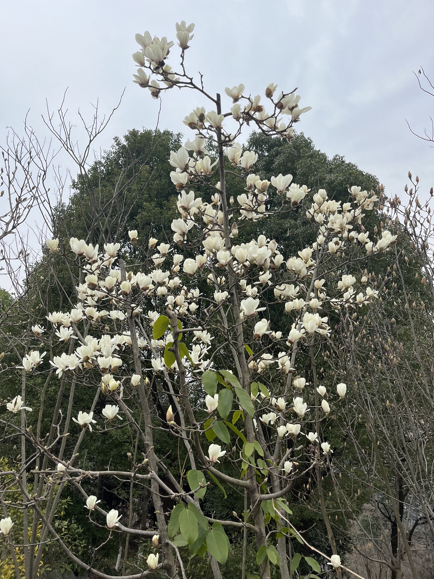 城东公园旅行图片 2