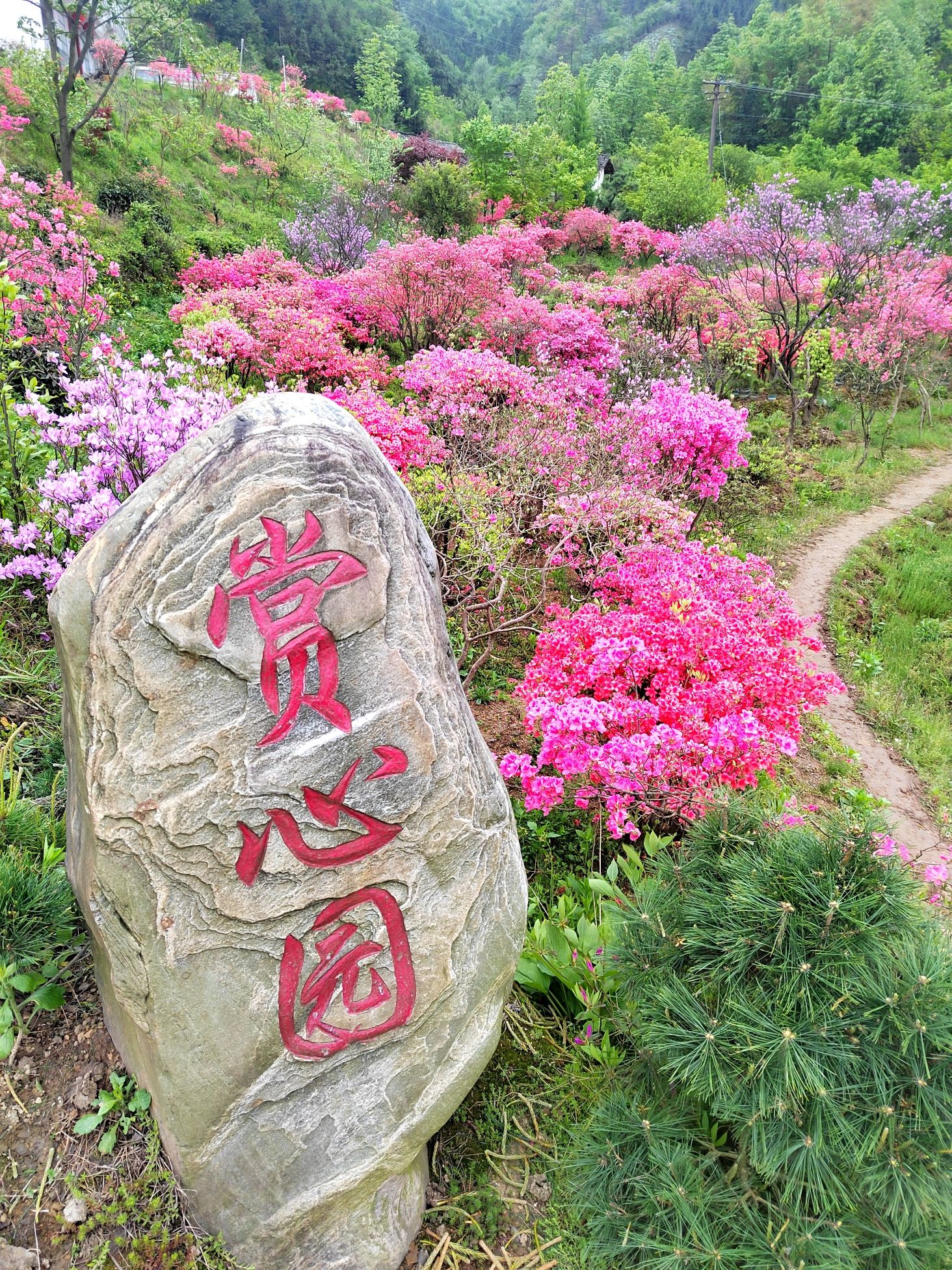 赏心园旅行图片 1