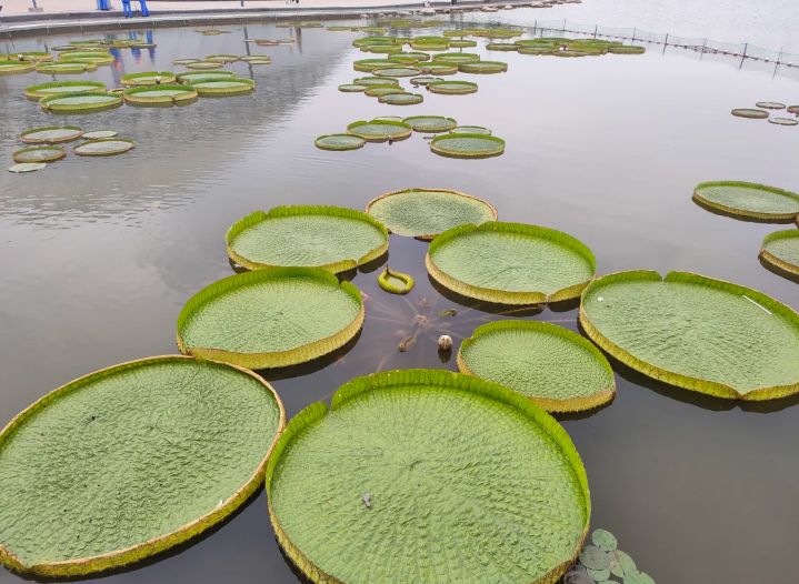 太原植物园旅行图片 3