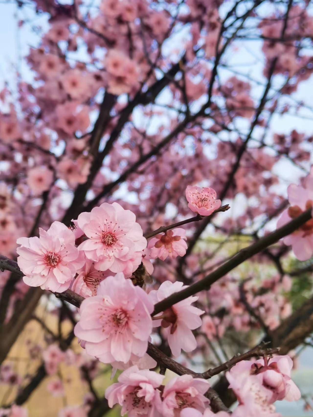 樱花园旅行图片 1