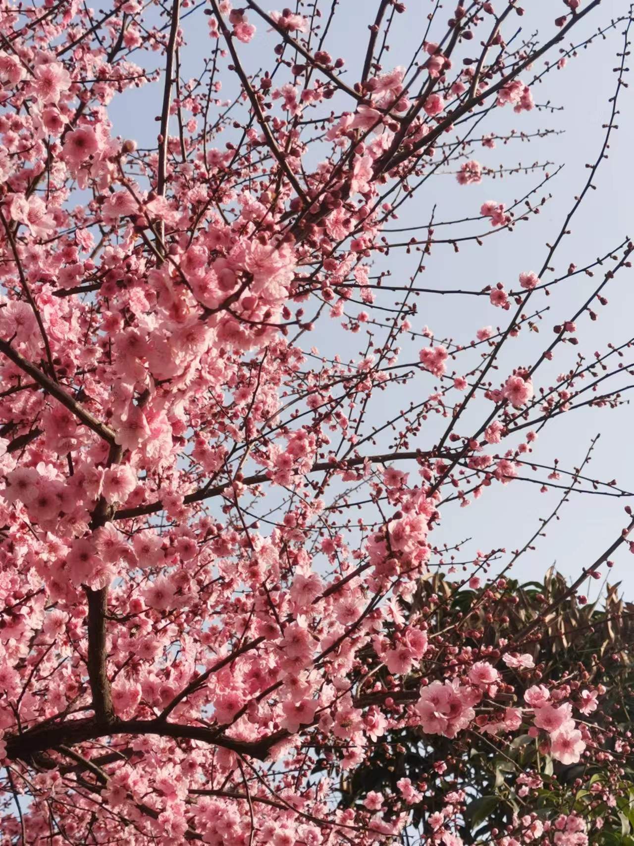 樱花园旅行图片 2