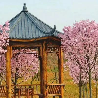 樱花园旅行图片 1