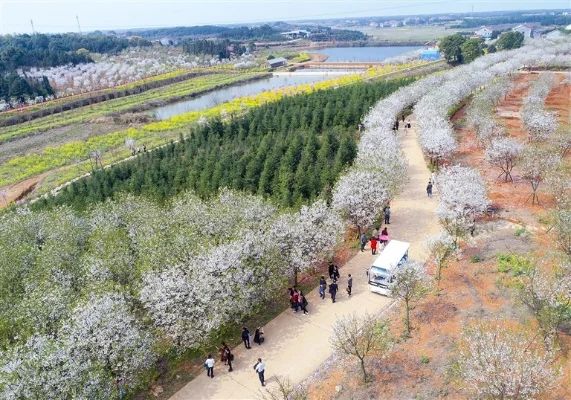 樱花园旅行图片 2