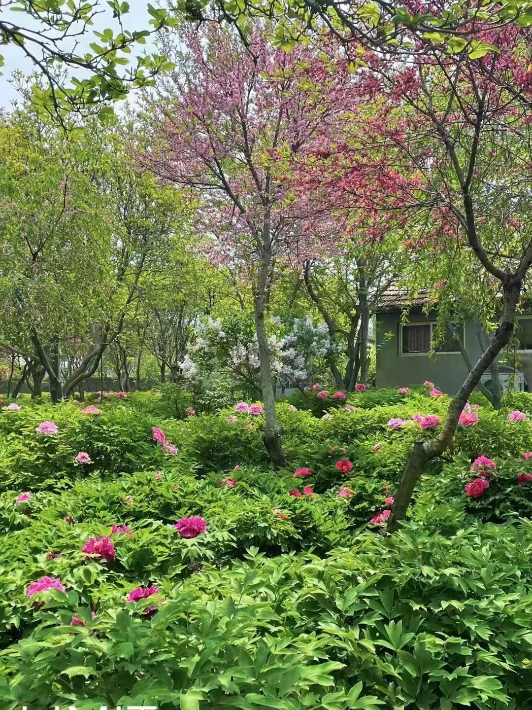 华山牡丹园旅行图片 2