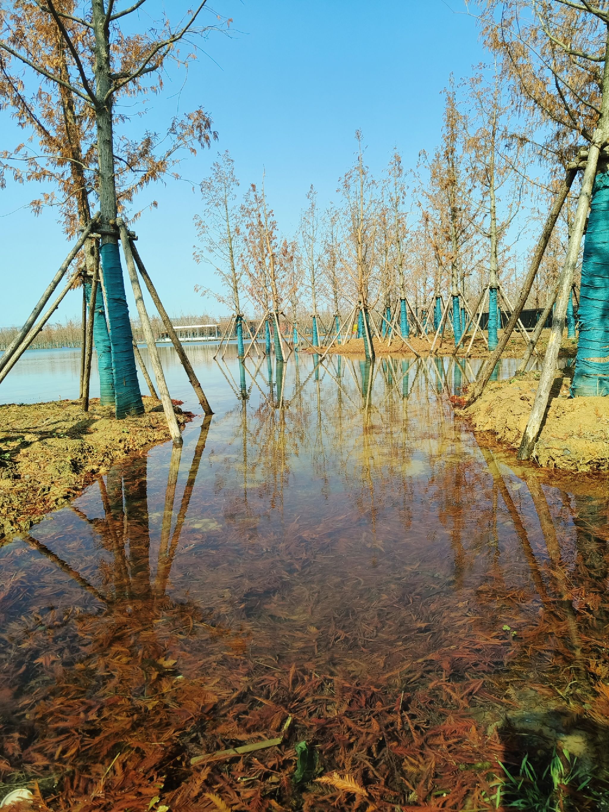 春申湖湿地公园旅行图片 2