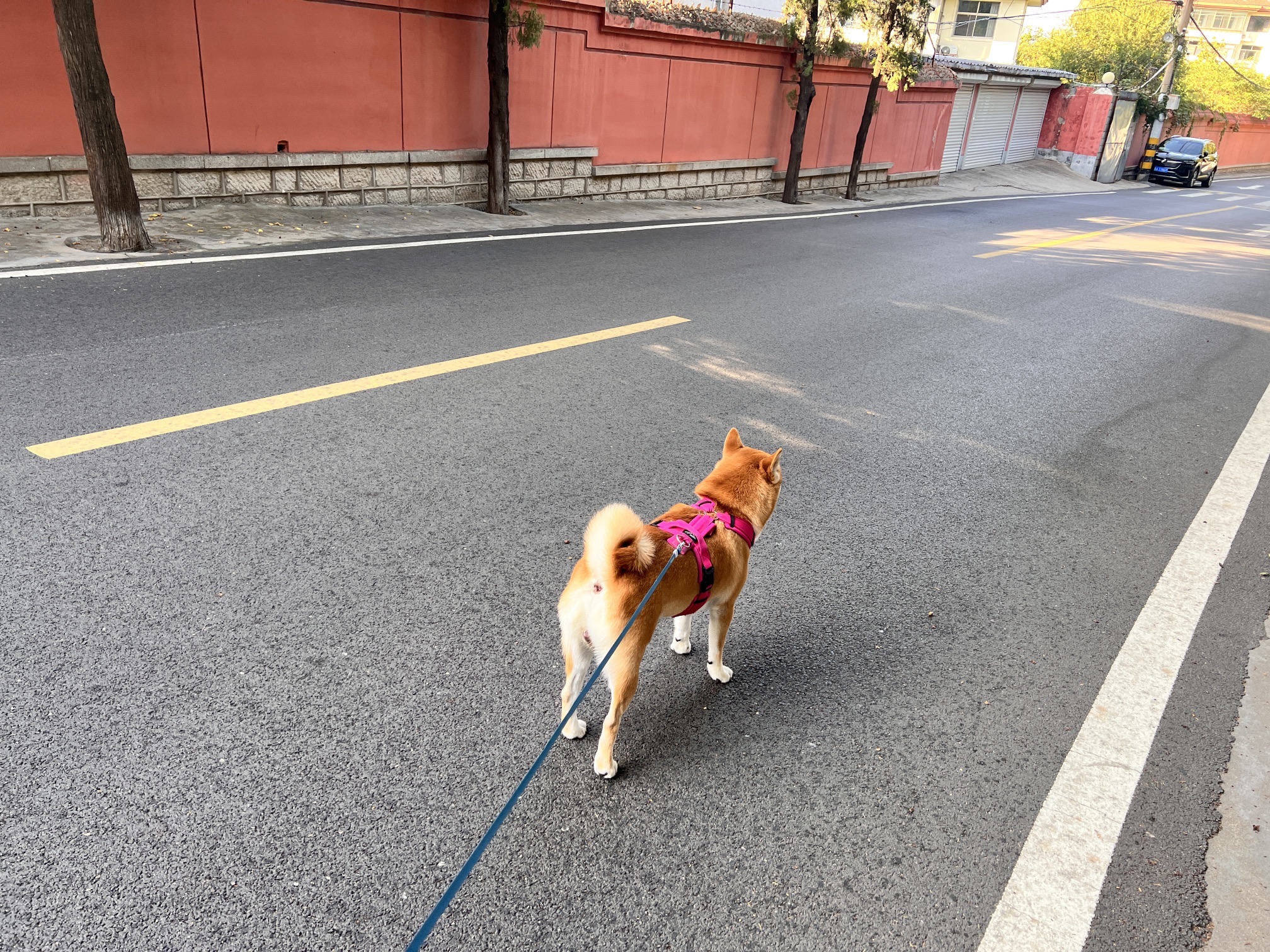 金鸡岭山体公园旅行图片 1