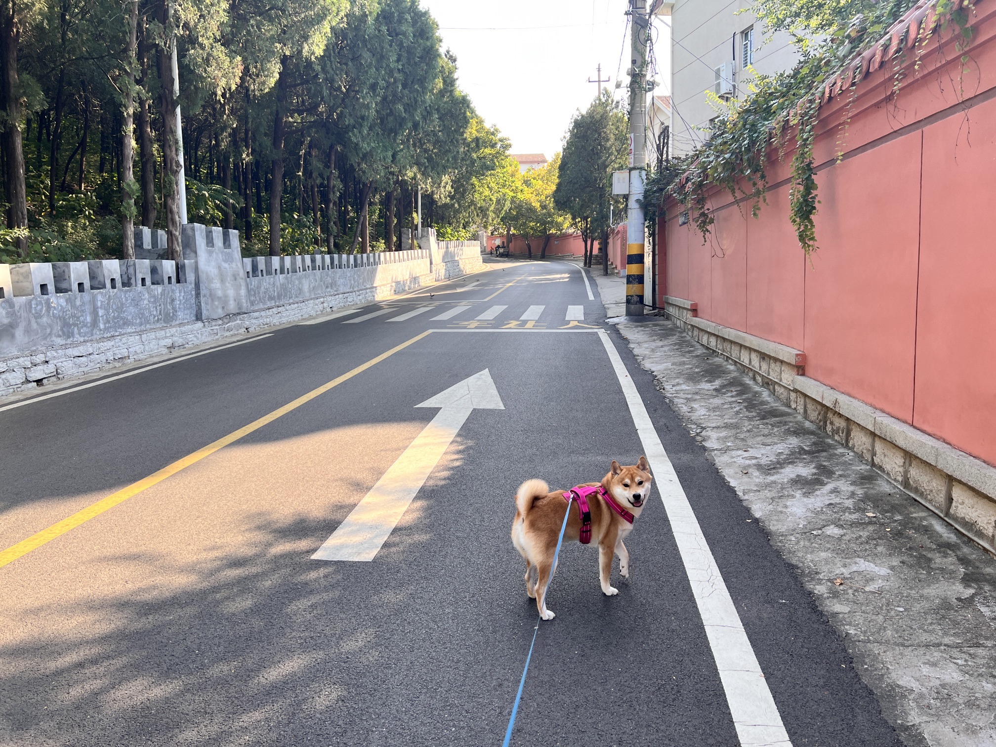 金鸡岭山体公园旅行图片 3