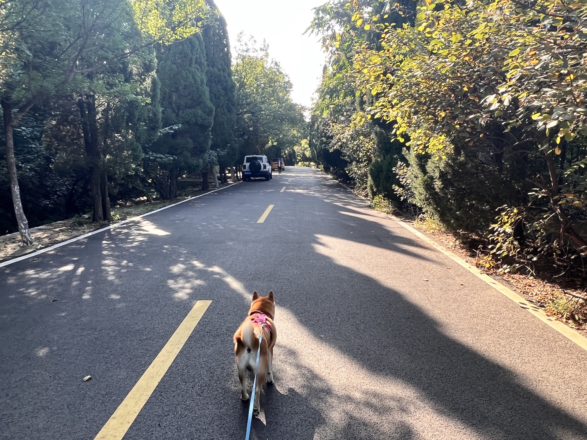 金鸡岭山体公园旅行图片 2