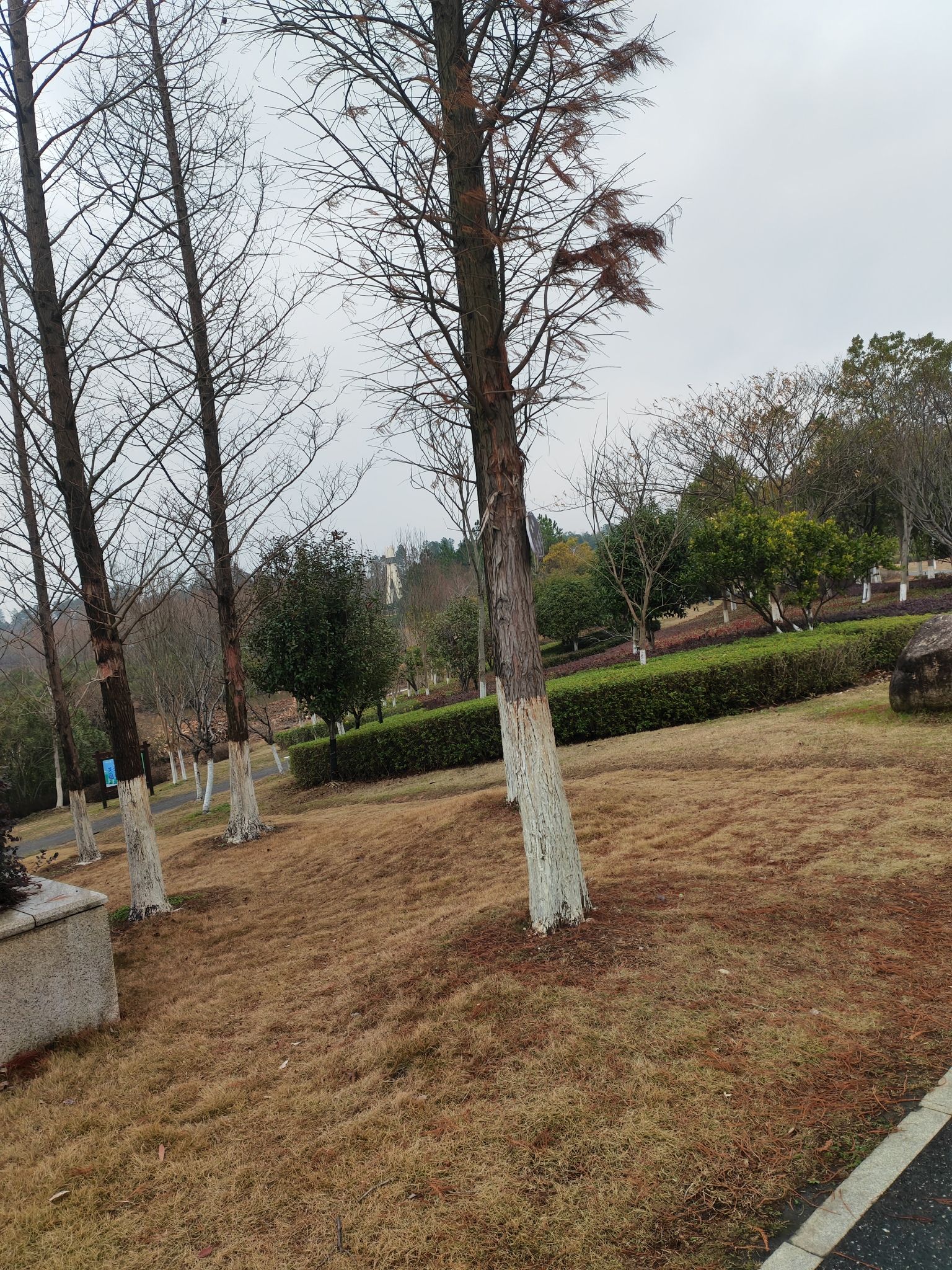湄湘河湿地公园旅行图片 3