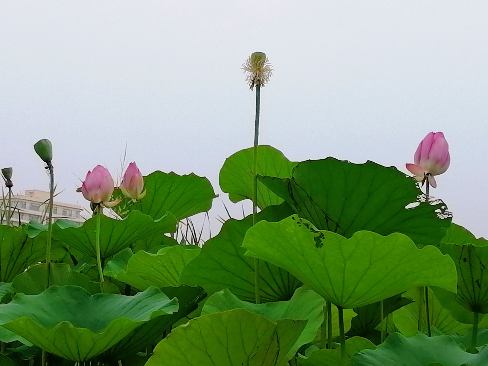 天禄湖公园旅行图片 1