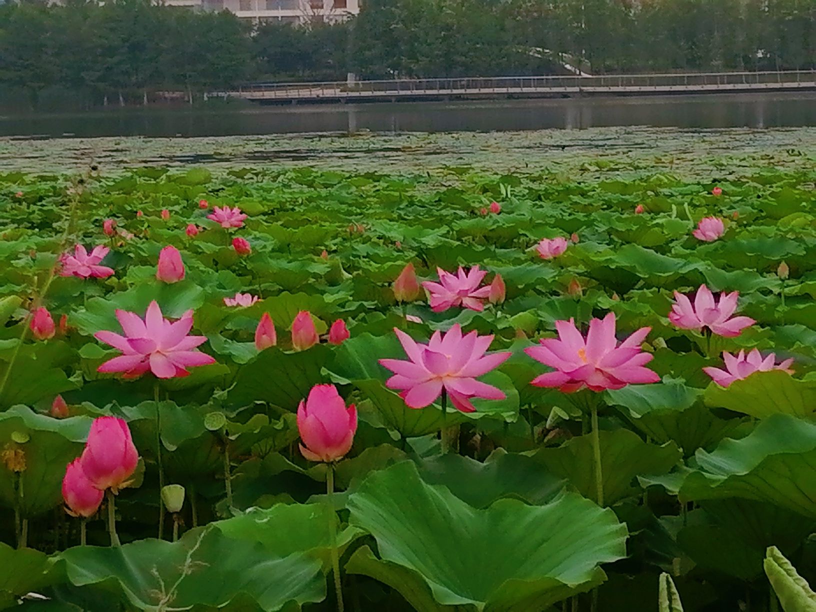 天禄湖公园旅行图片 3