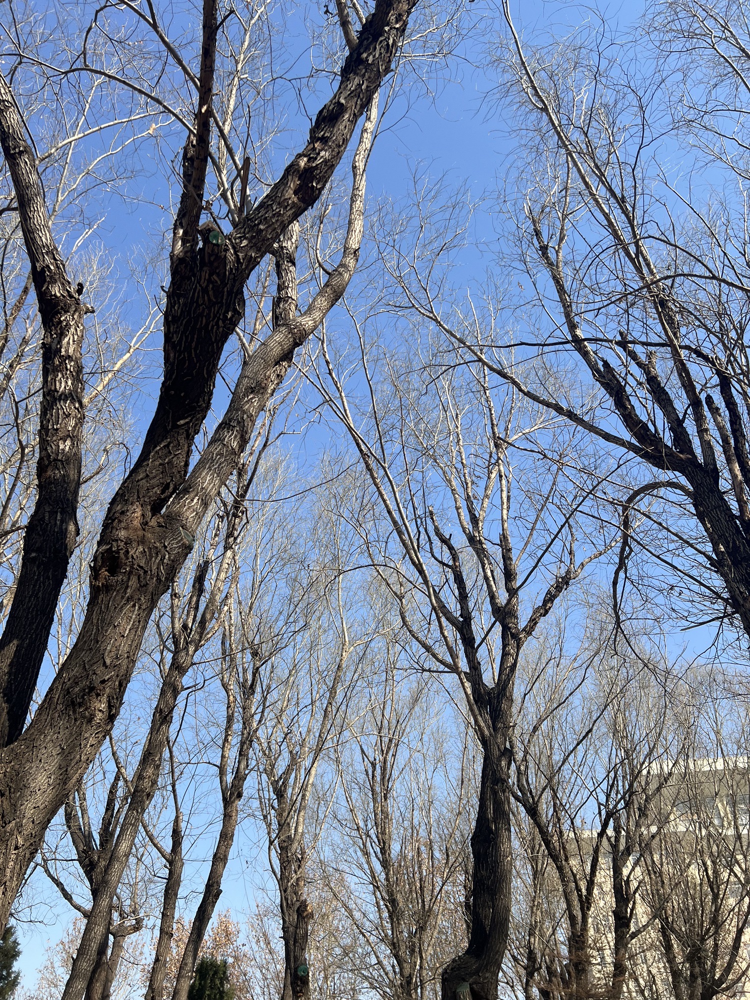 雄州公园旅行图片 1
