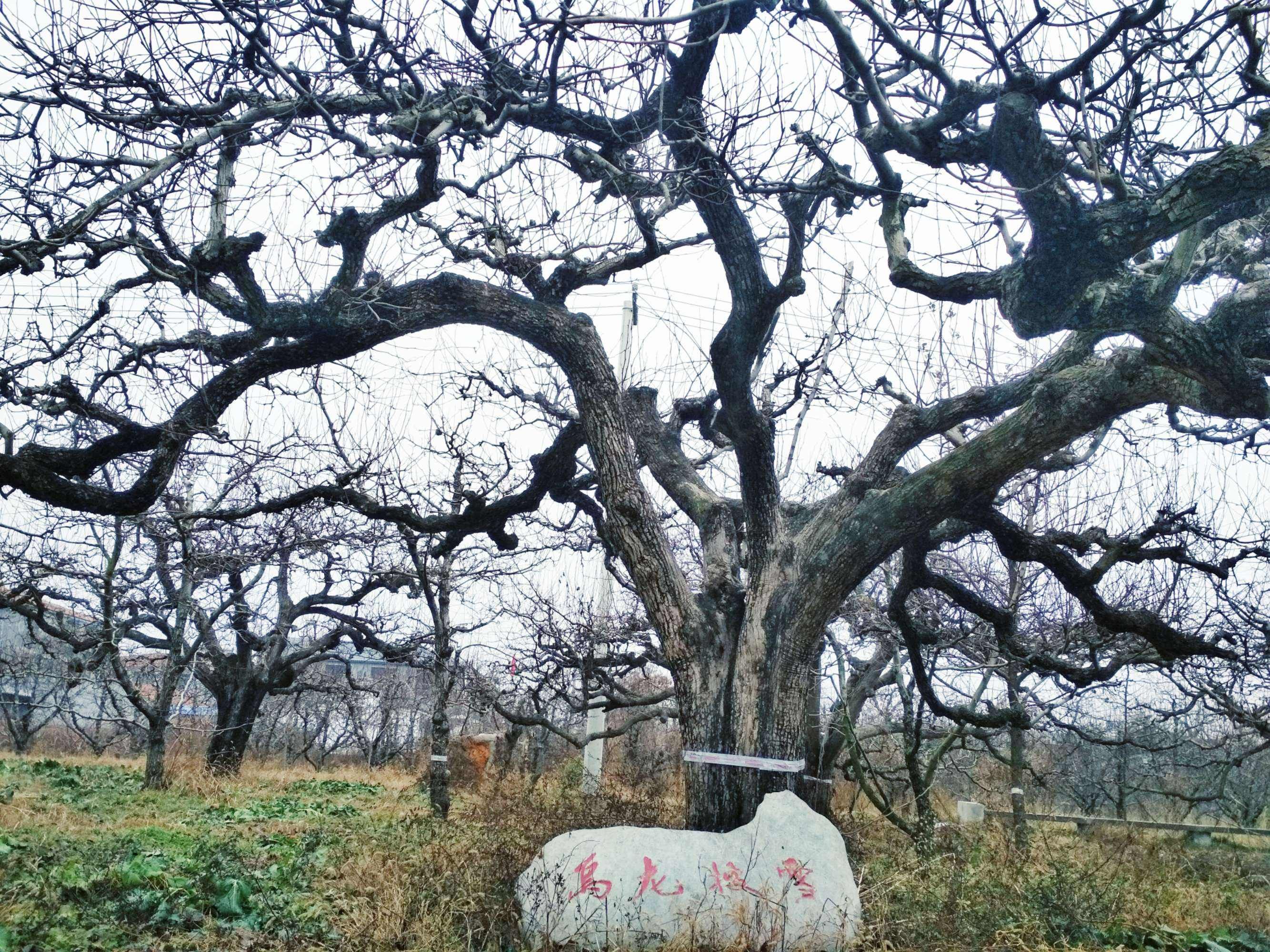 百年梨园风景区旅行图片 1