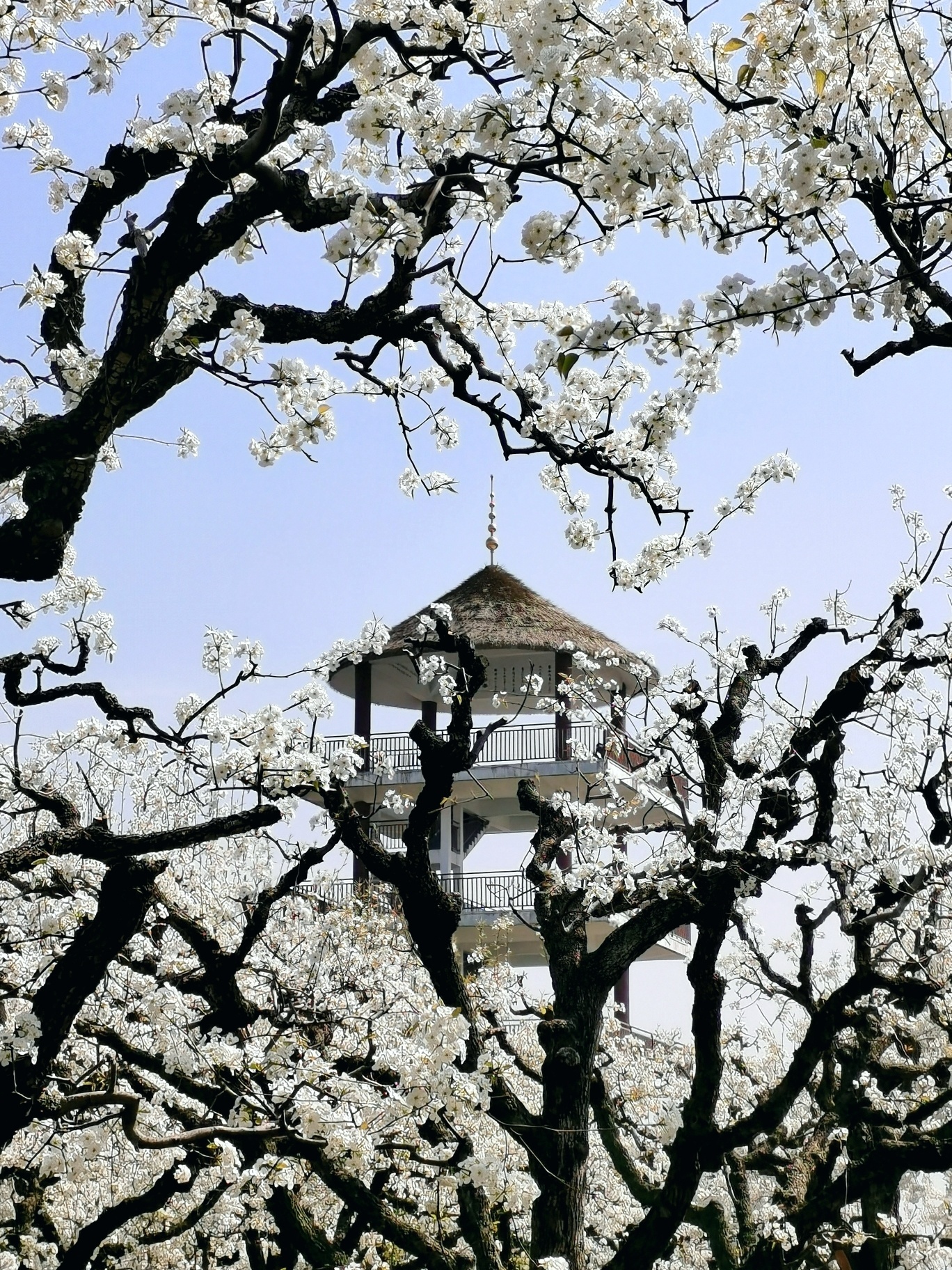 百年梨园风景区旅行图片 1