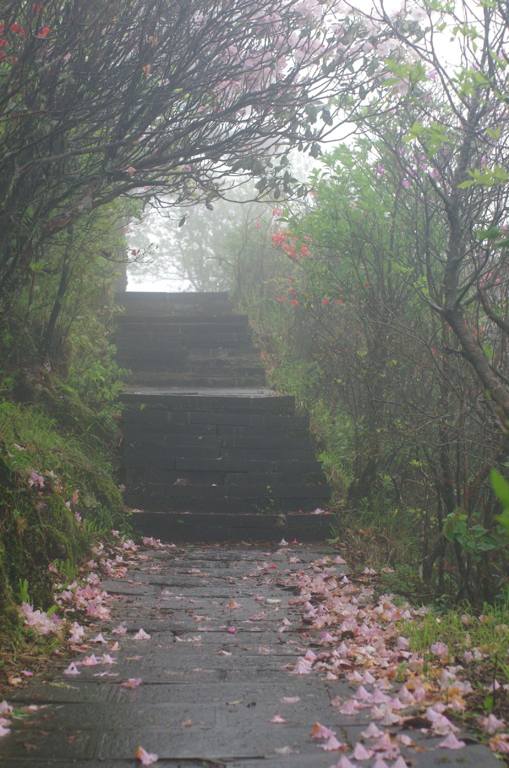 云锦杜鹃群落旅行图片 3