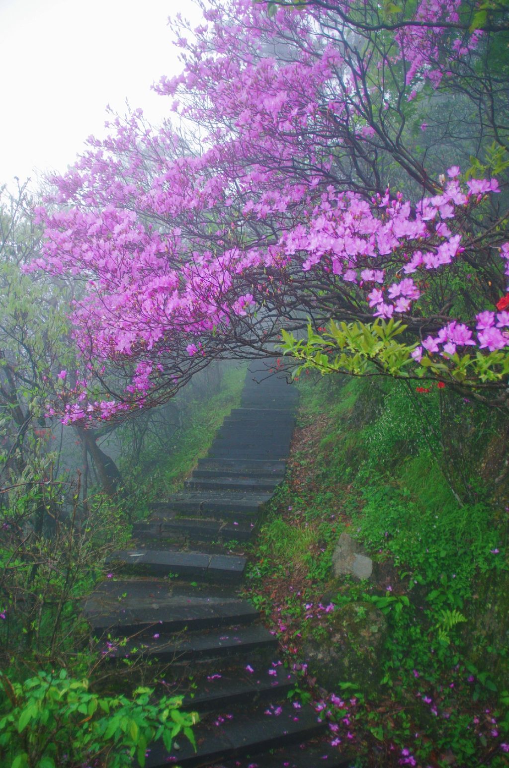 云锦杜鹃群落旅行图片 2