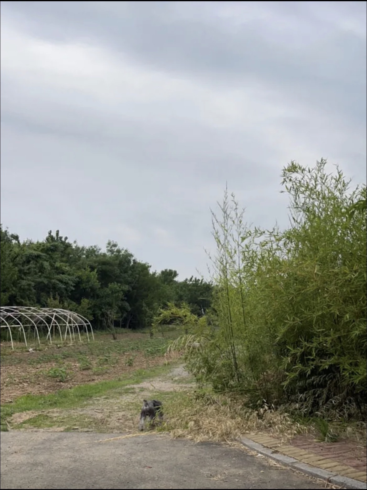 潍坊市玫瑰小镇旅行图片 1