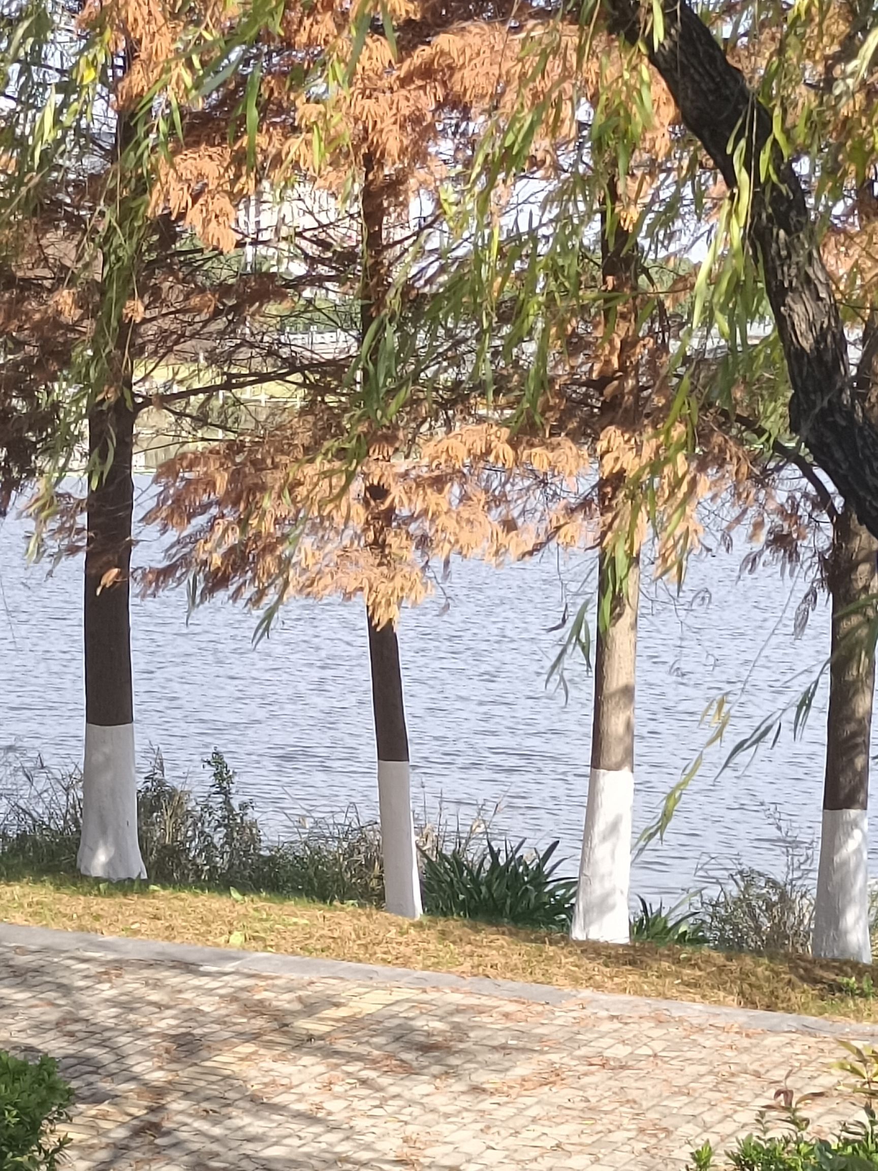 苍南新区中心湖公园旅行图片 3