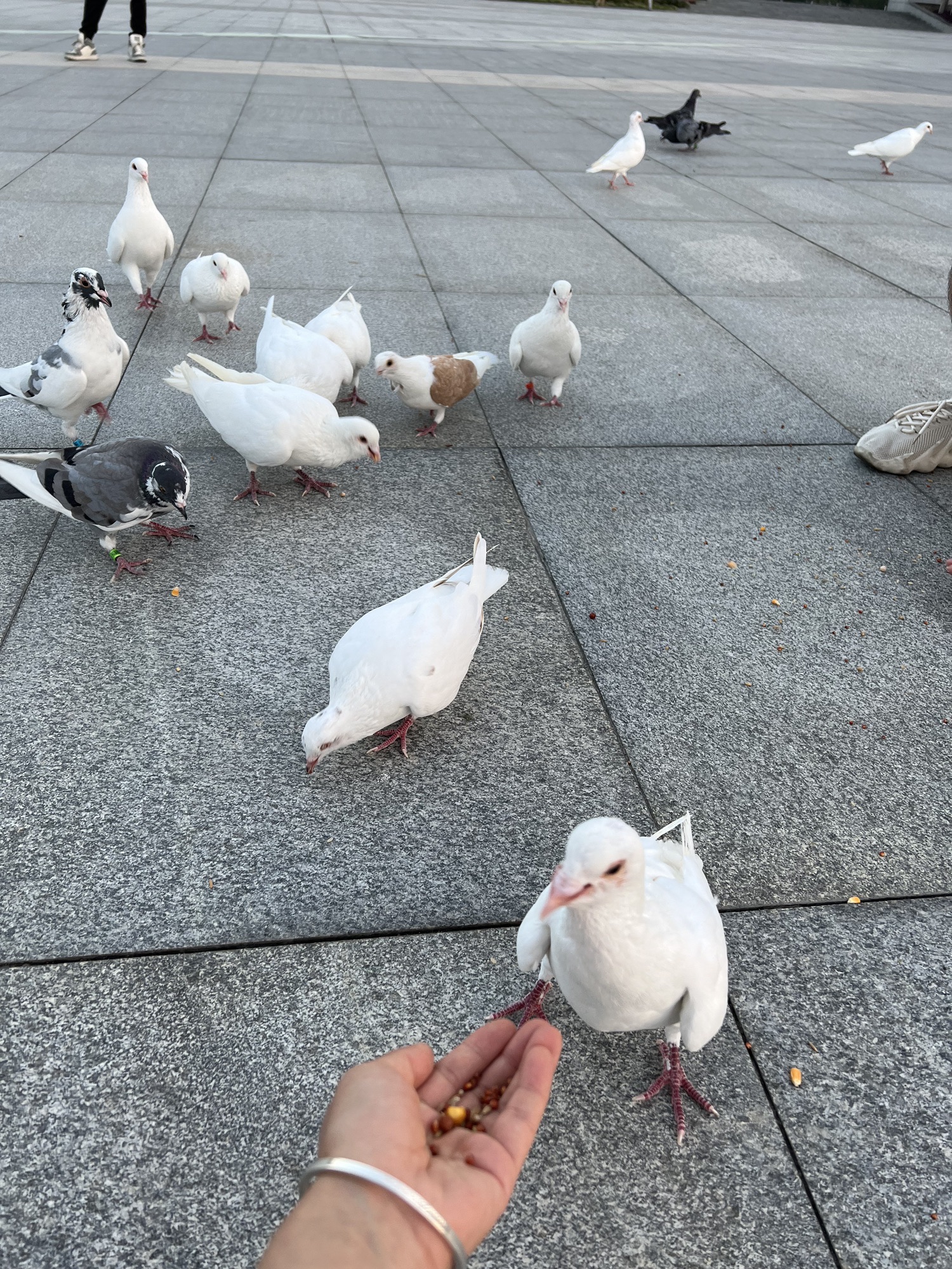 苍南新区中心湖公园旅行图片 2