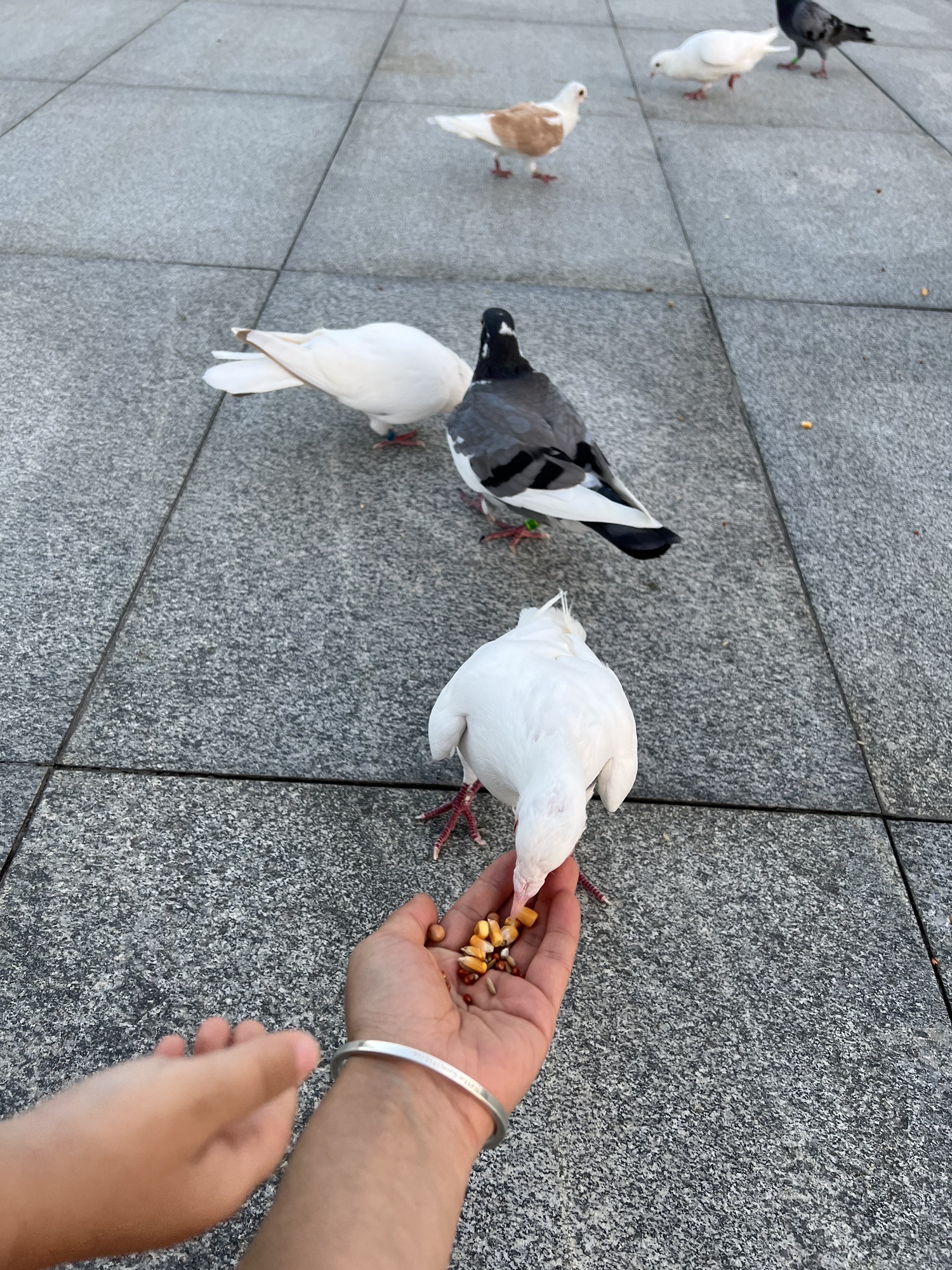 苍南新区中心湖公园旅行图片 3