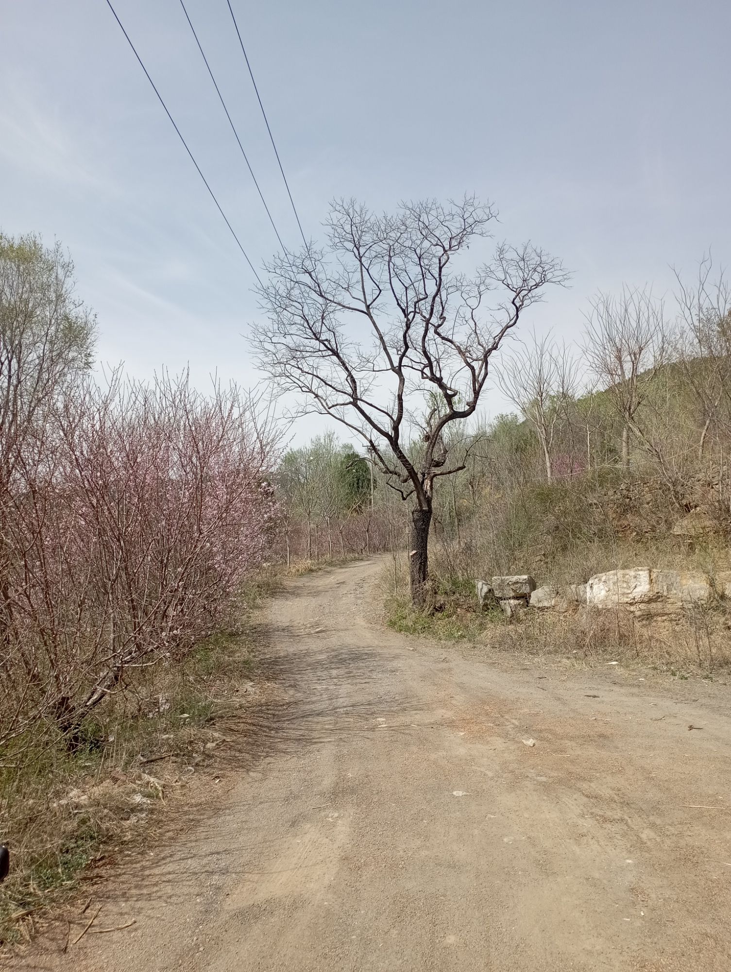 桃花山景区旅行图片 2
