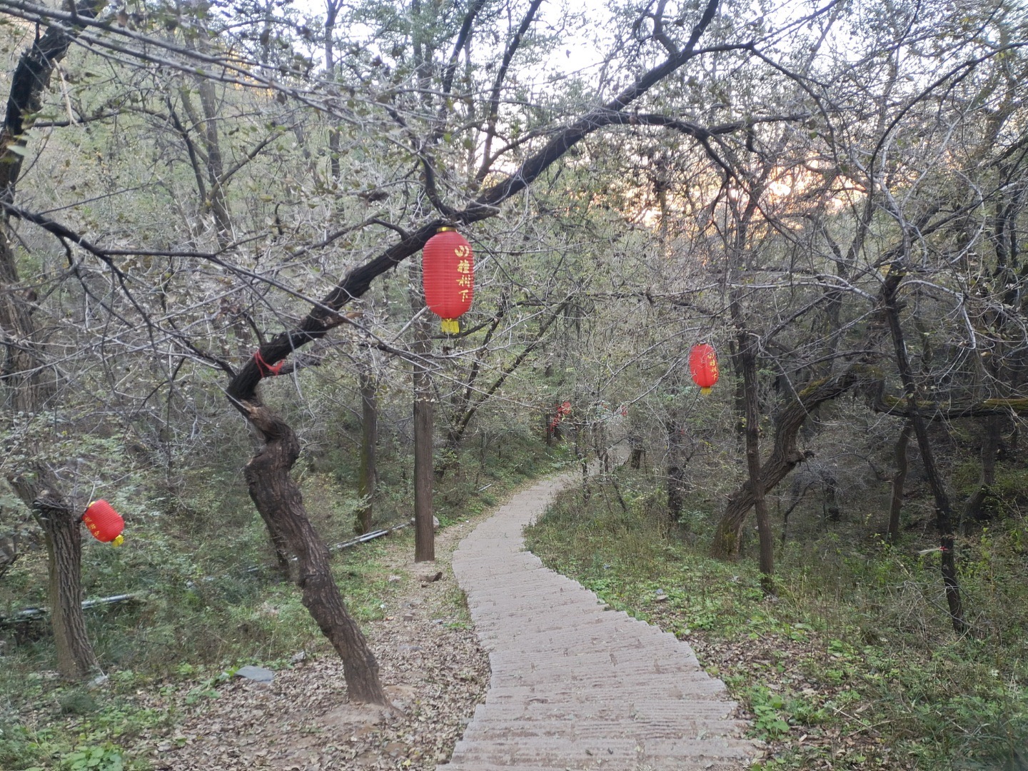 苔山公园旅行图片 2