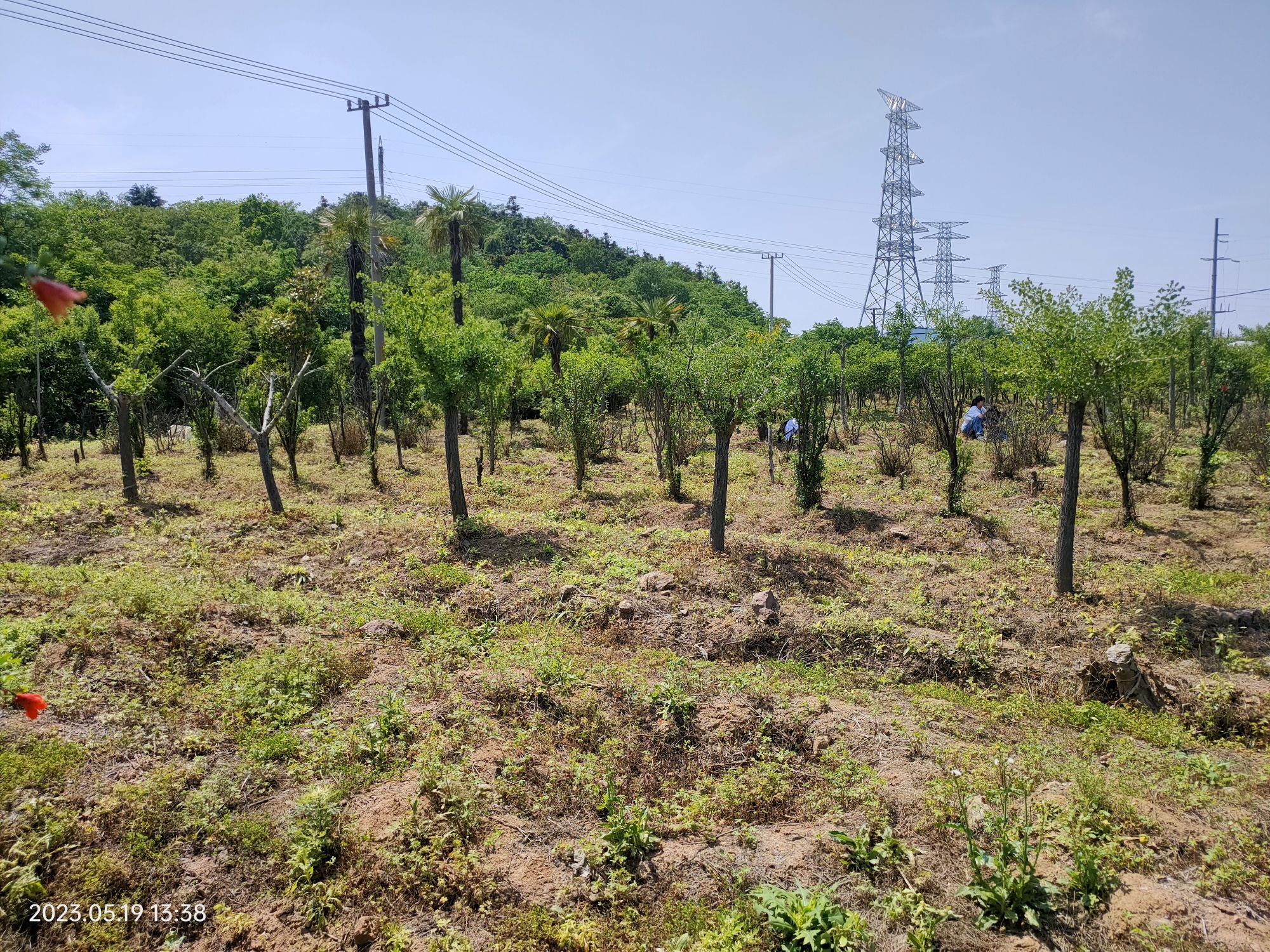 白鹭田园旅行图片 1