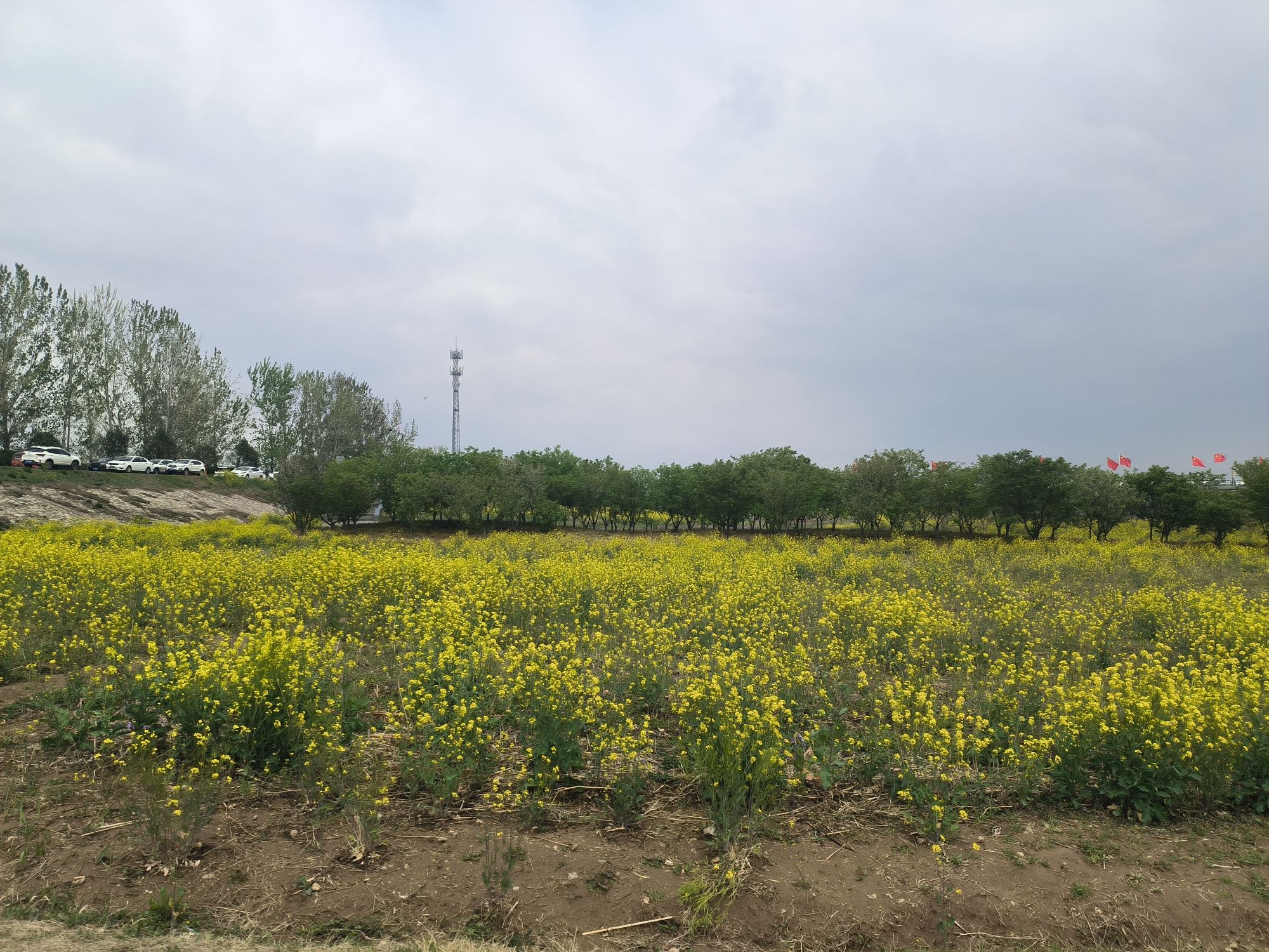 邳州银杏湖风景区旅行图片 2