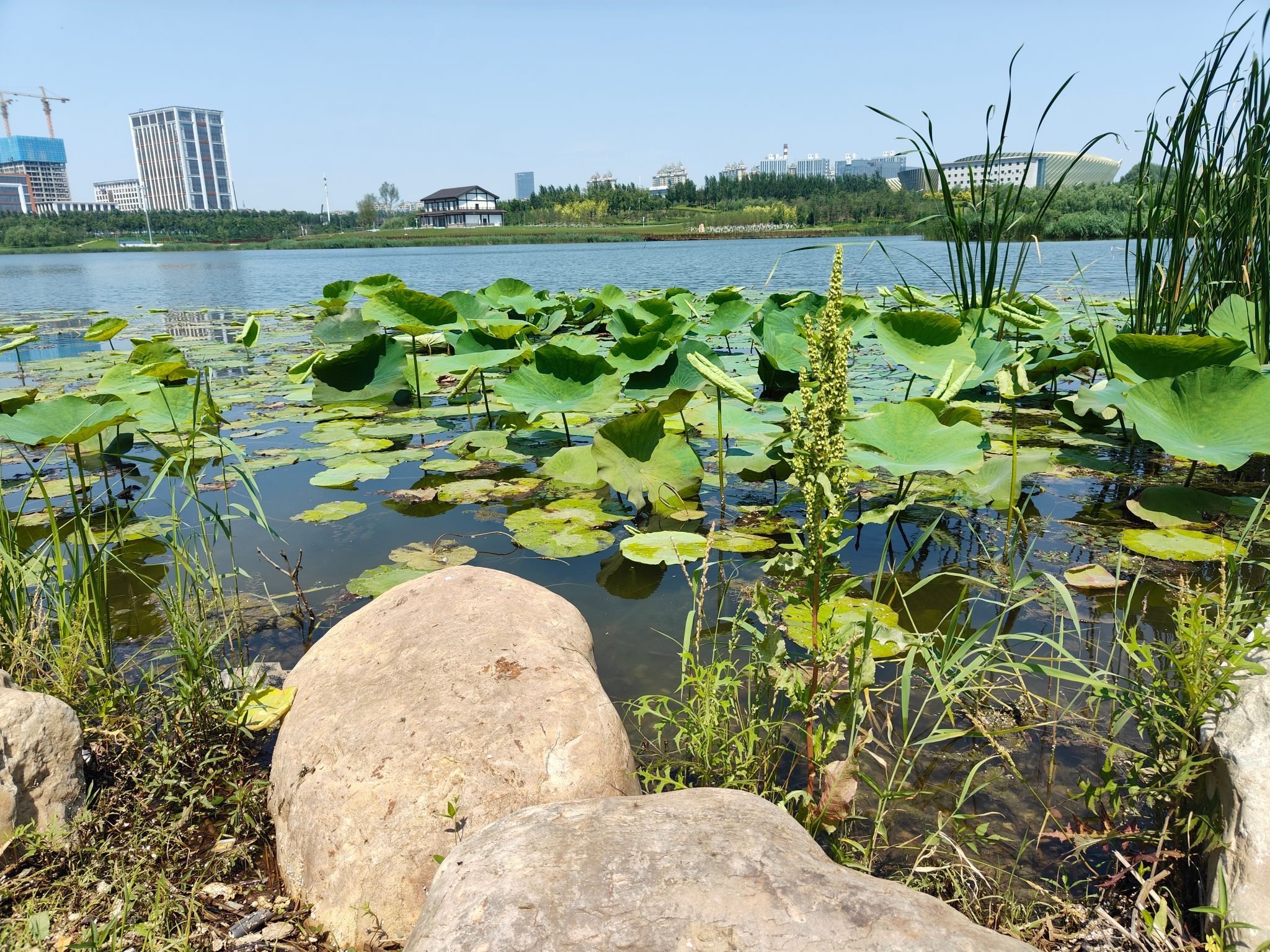 光明公园旅行图片 3