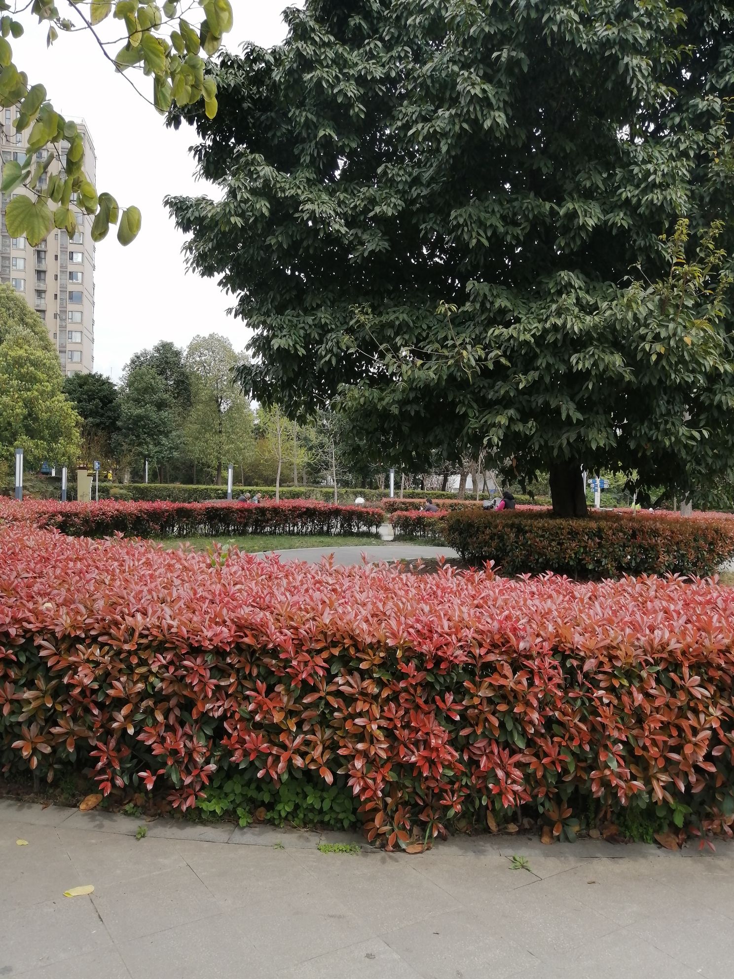 红牌楼市政公园旅行图片 2