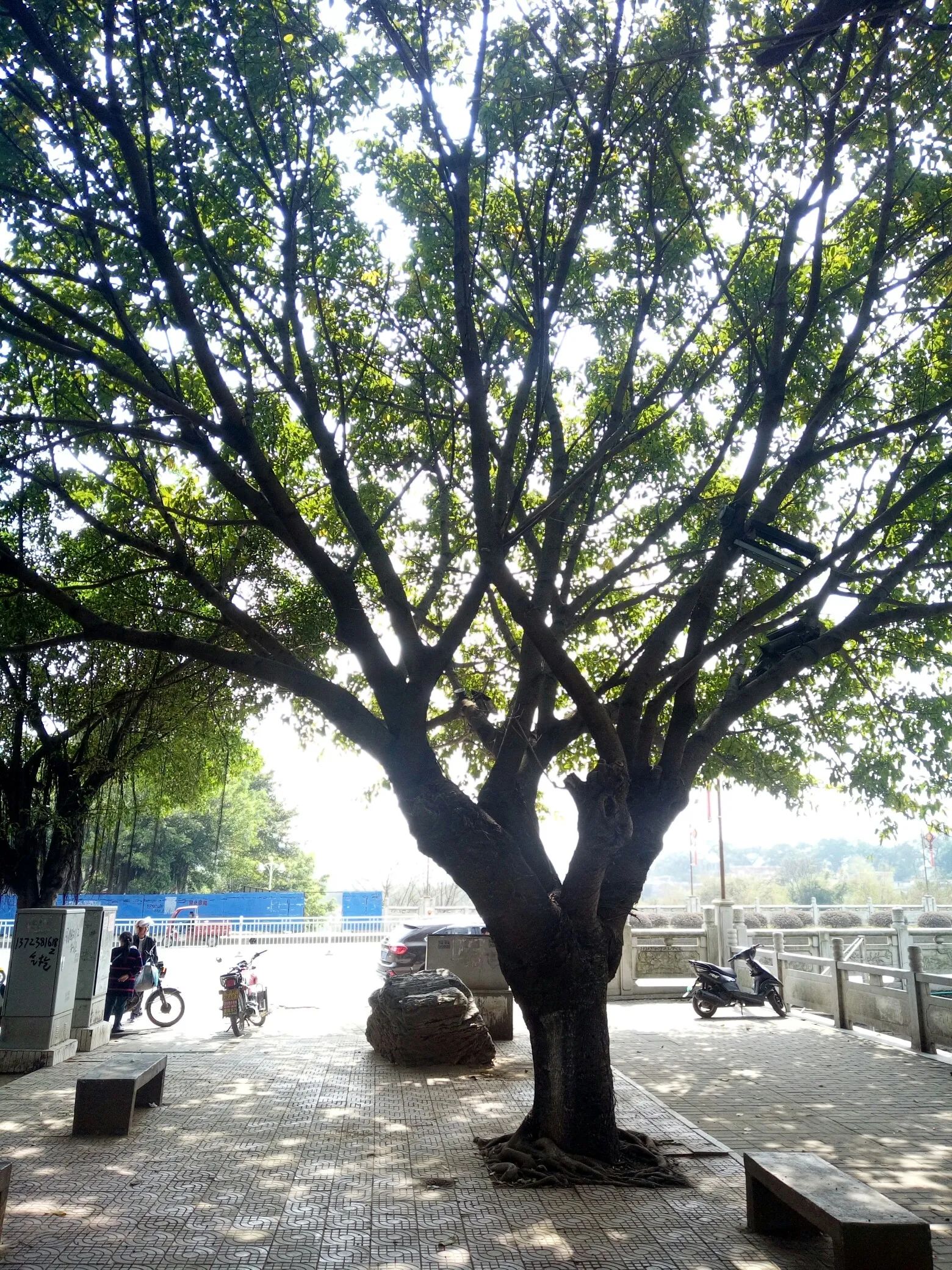 大云洲公园旅行图片 1