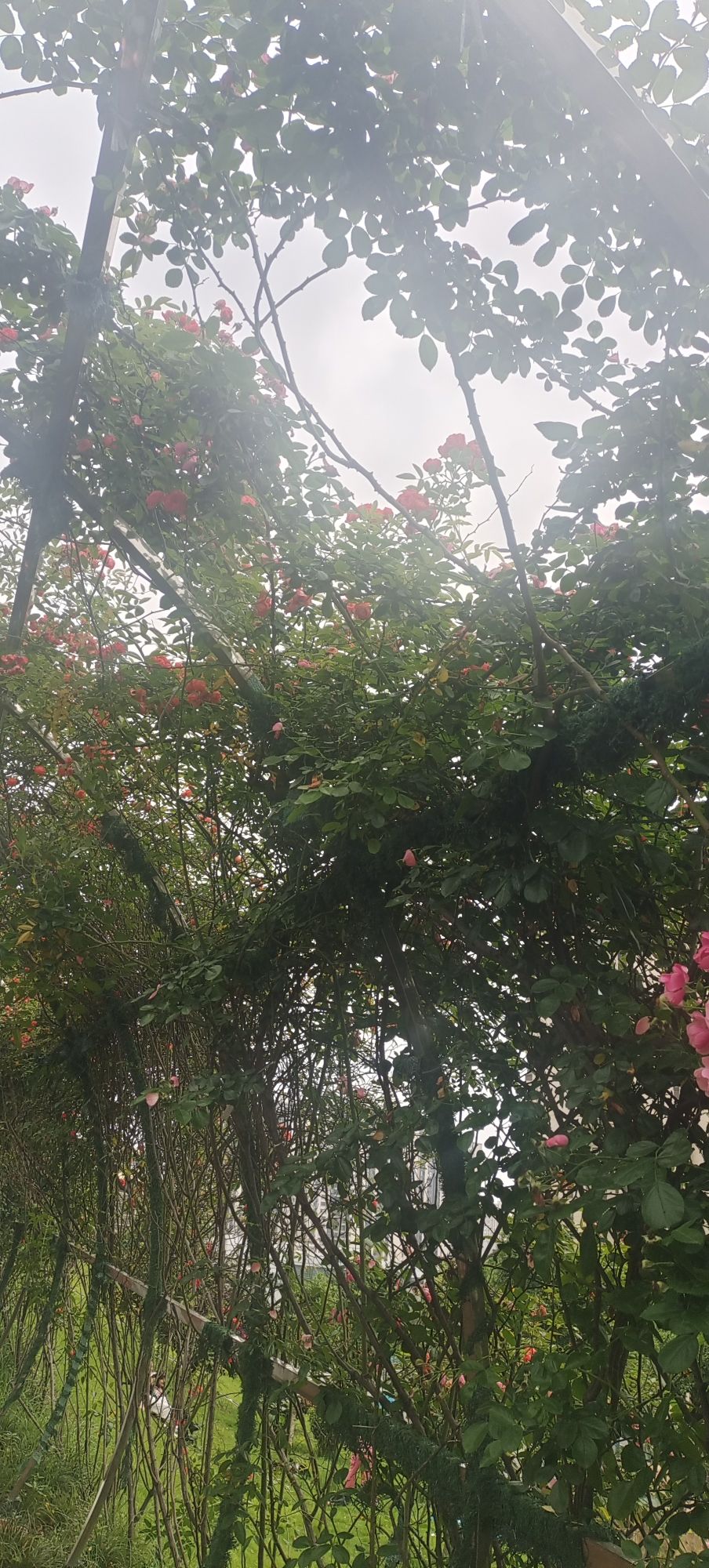 七朵玫瑰园旅行图片 2