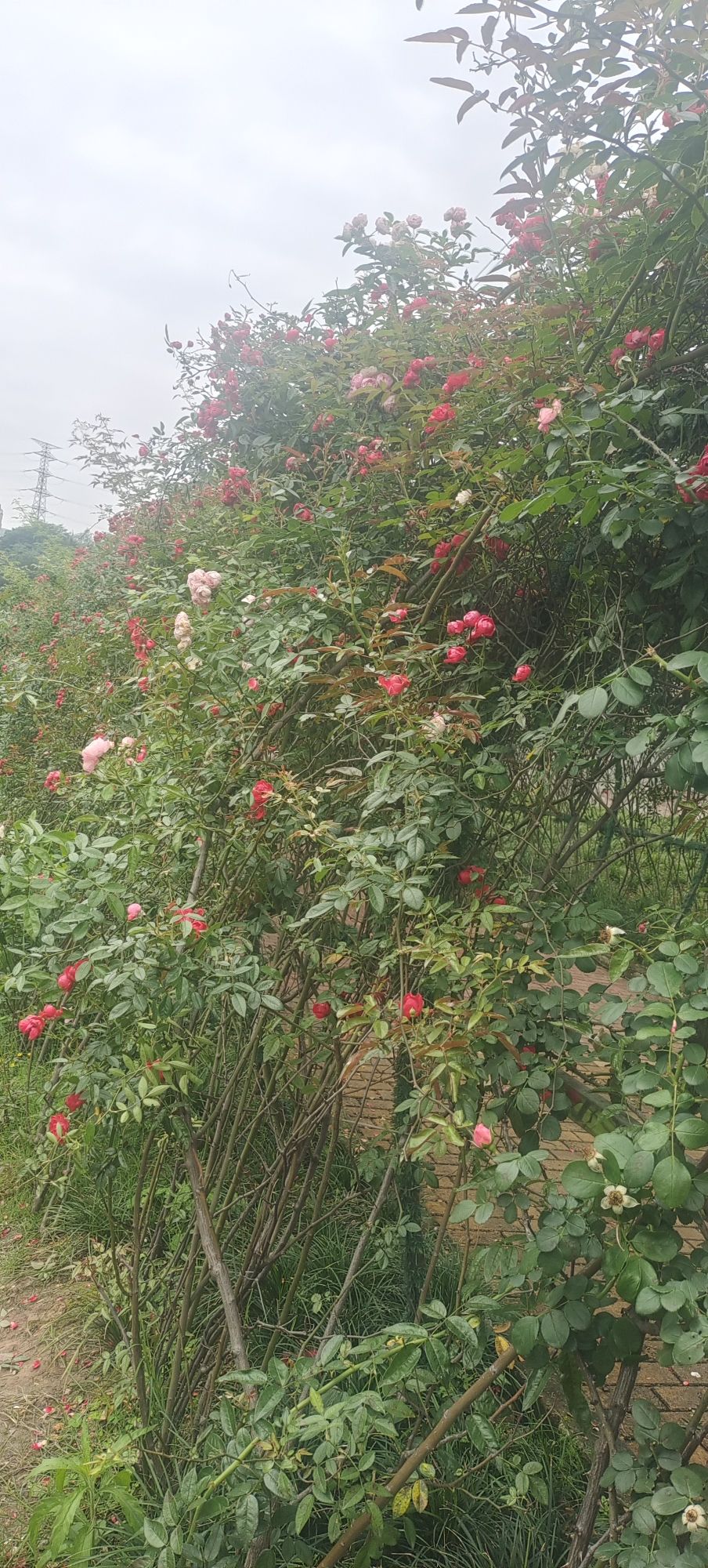 七朵玫瑰园旅行图片 3