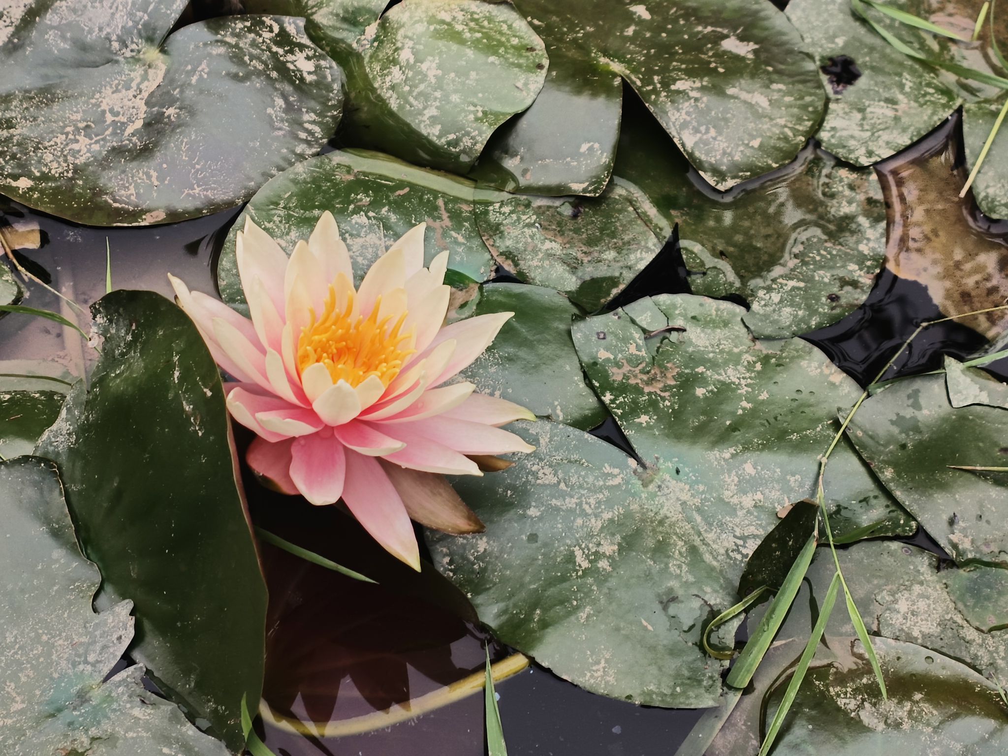 芝山公园旅行图片 1