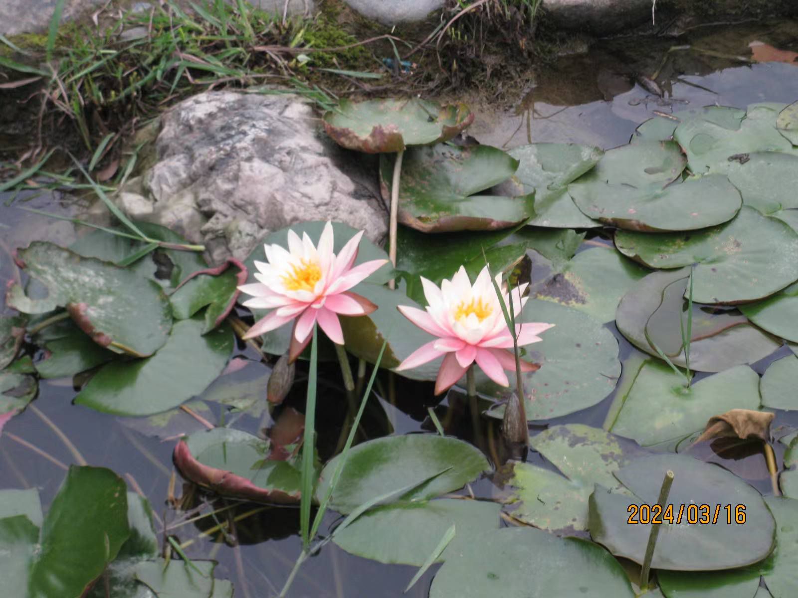 芝山公园旅行图片 3