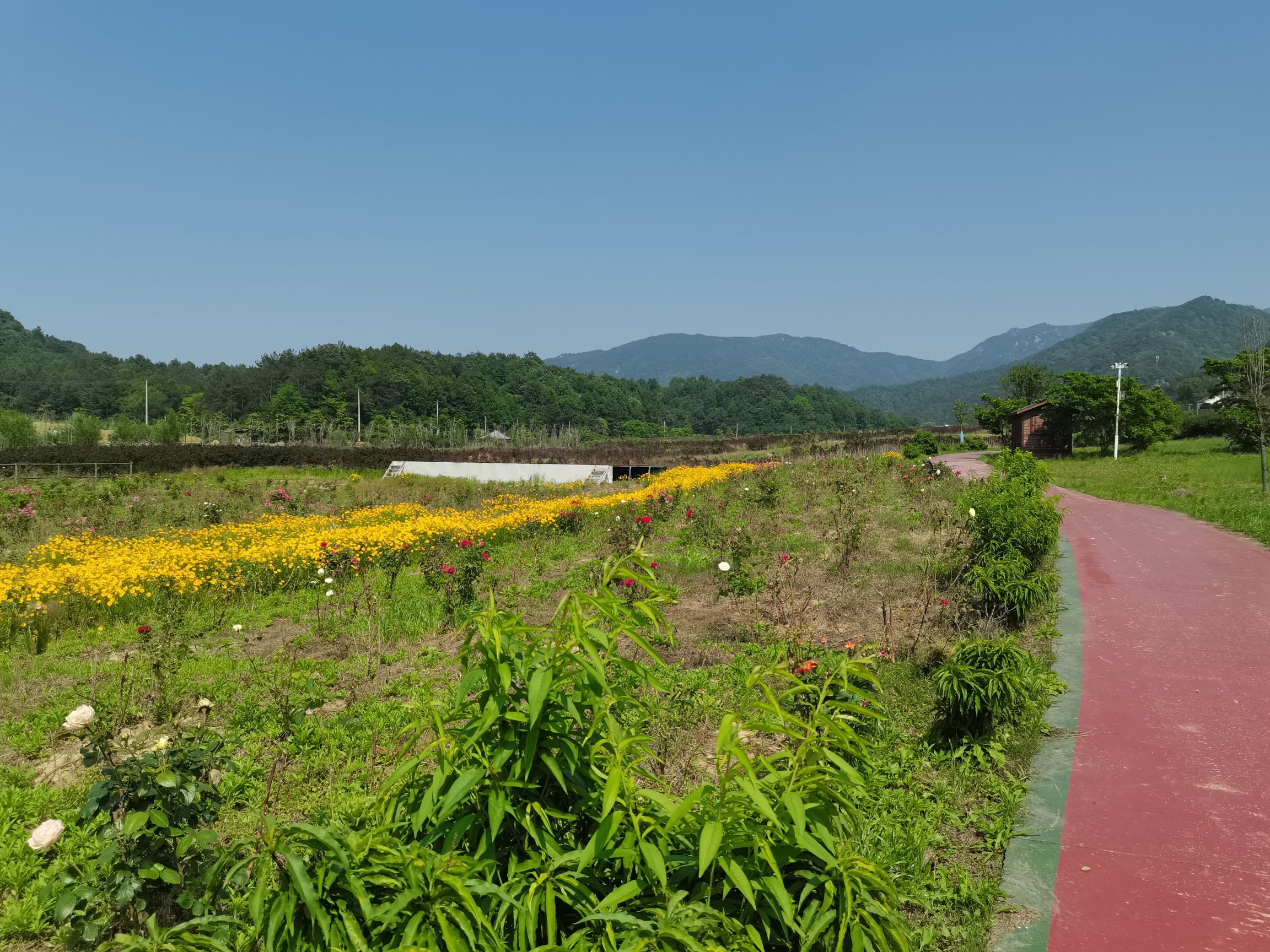 花溪茶谷景区旅行图片 2