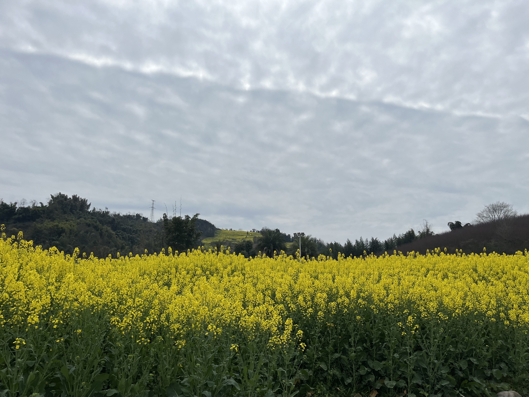 雅安市凤鸣花谷生态农业观光园旅行图片 1