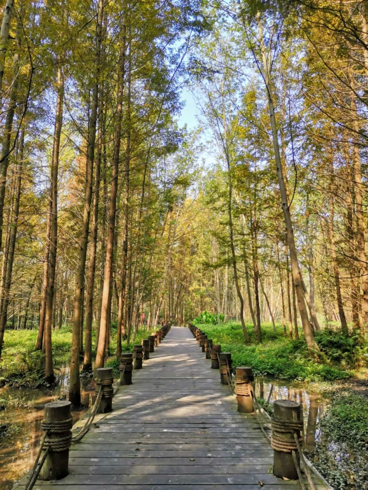 桤木河湿地公园旅行图片 1