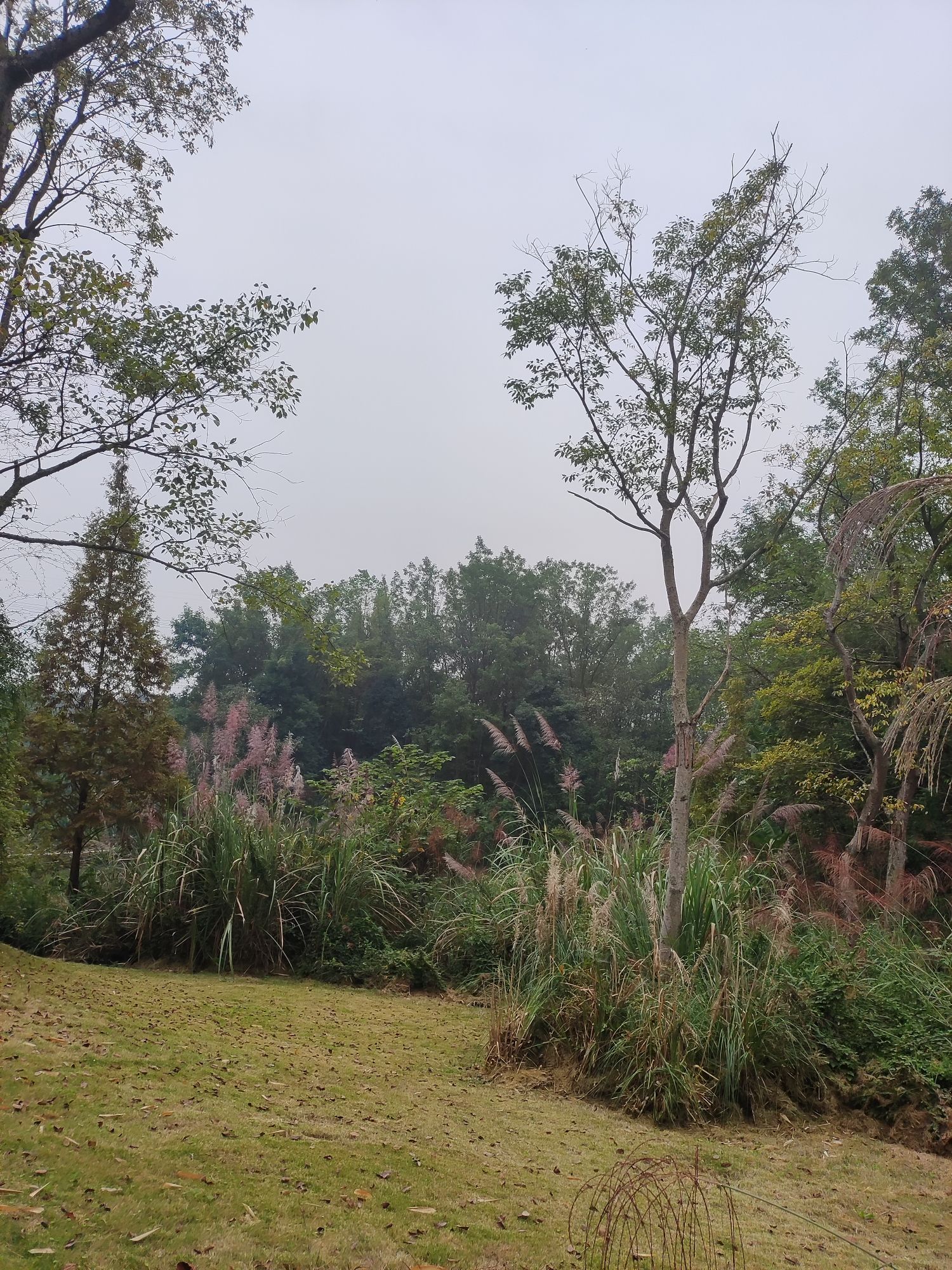 桤木河湿地公园旅行图片 3