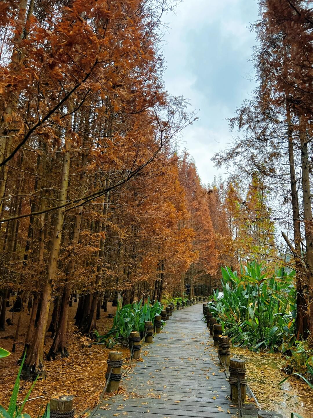桤木河湿地公园旅行图片 2