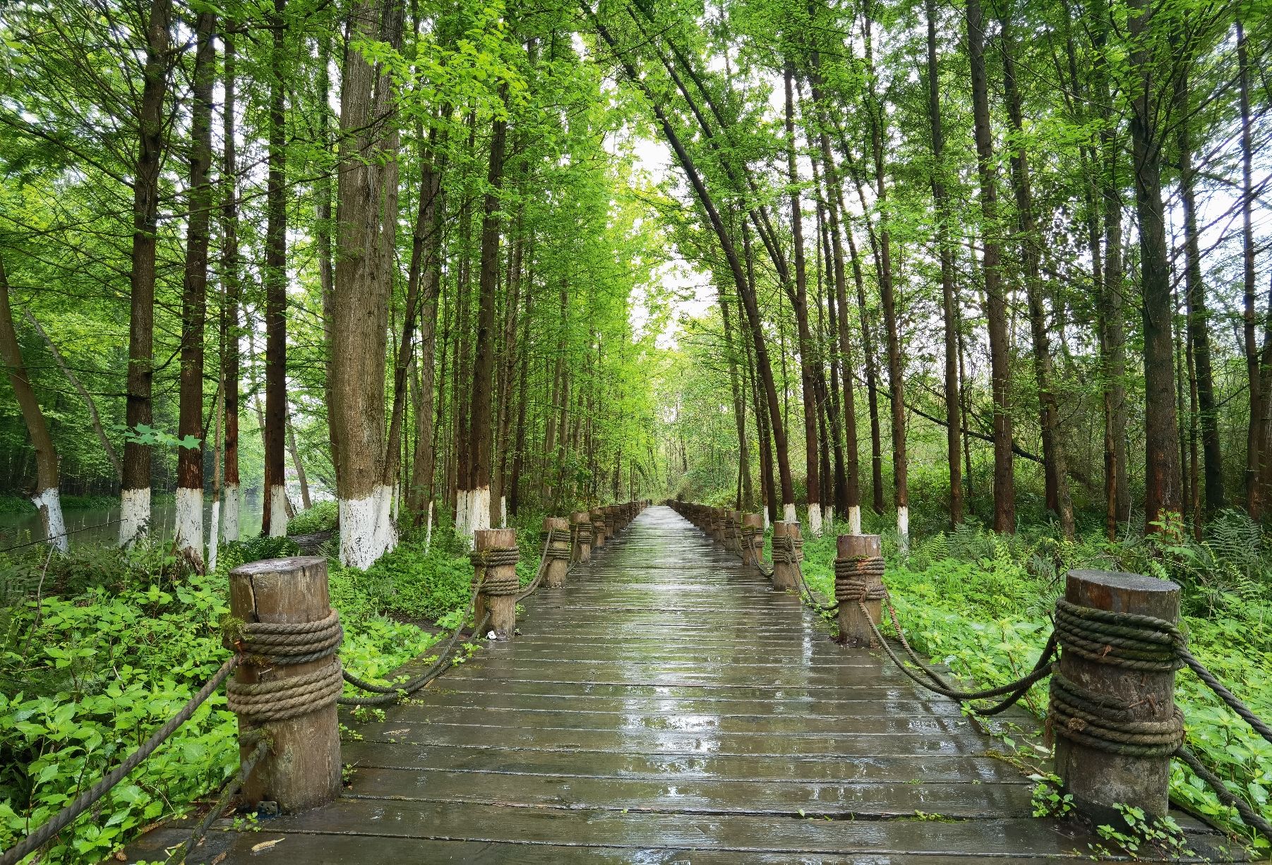 桤木河湿地公园旅行图片 2