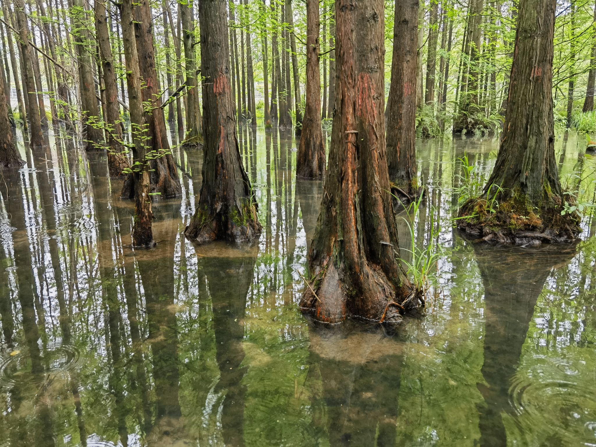 桤木河湿地公园旅行图片 1