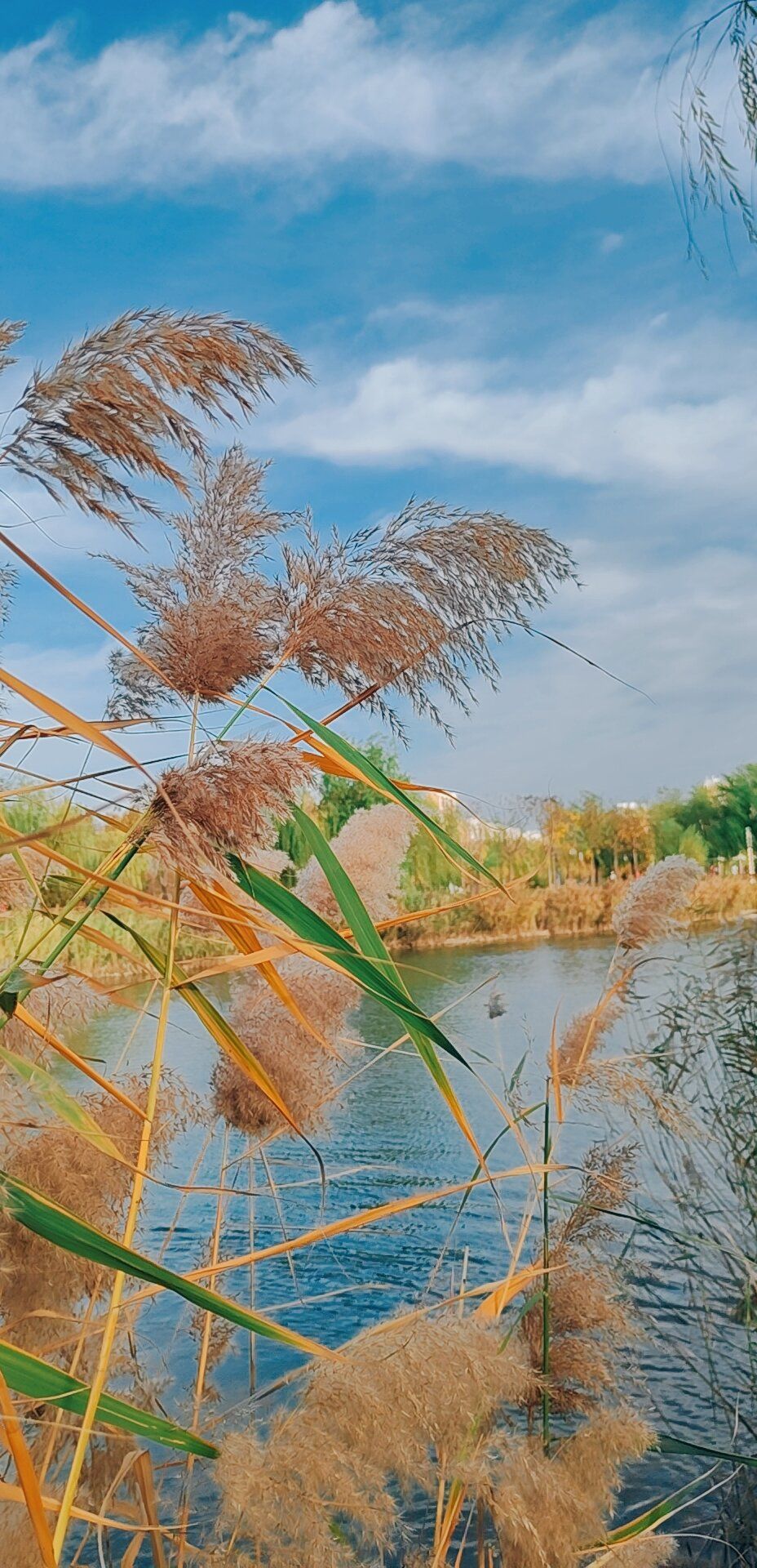 大运河森林生态园旅行图片 2