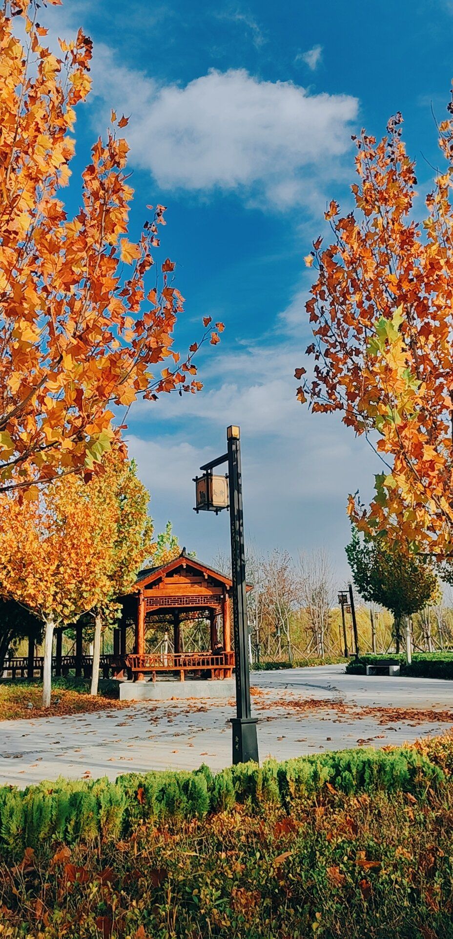 大运河森林生态园旅行图片 1